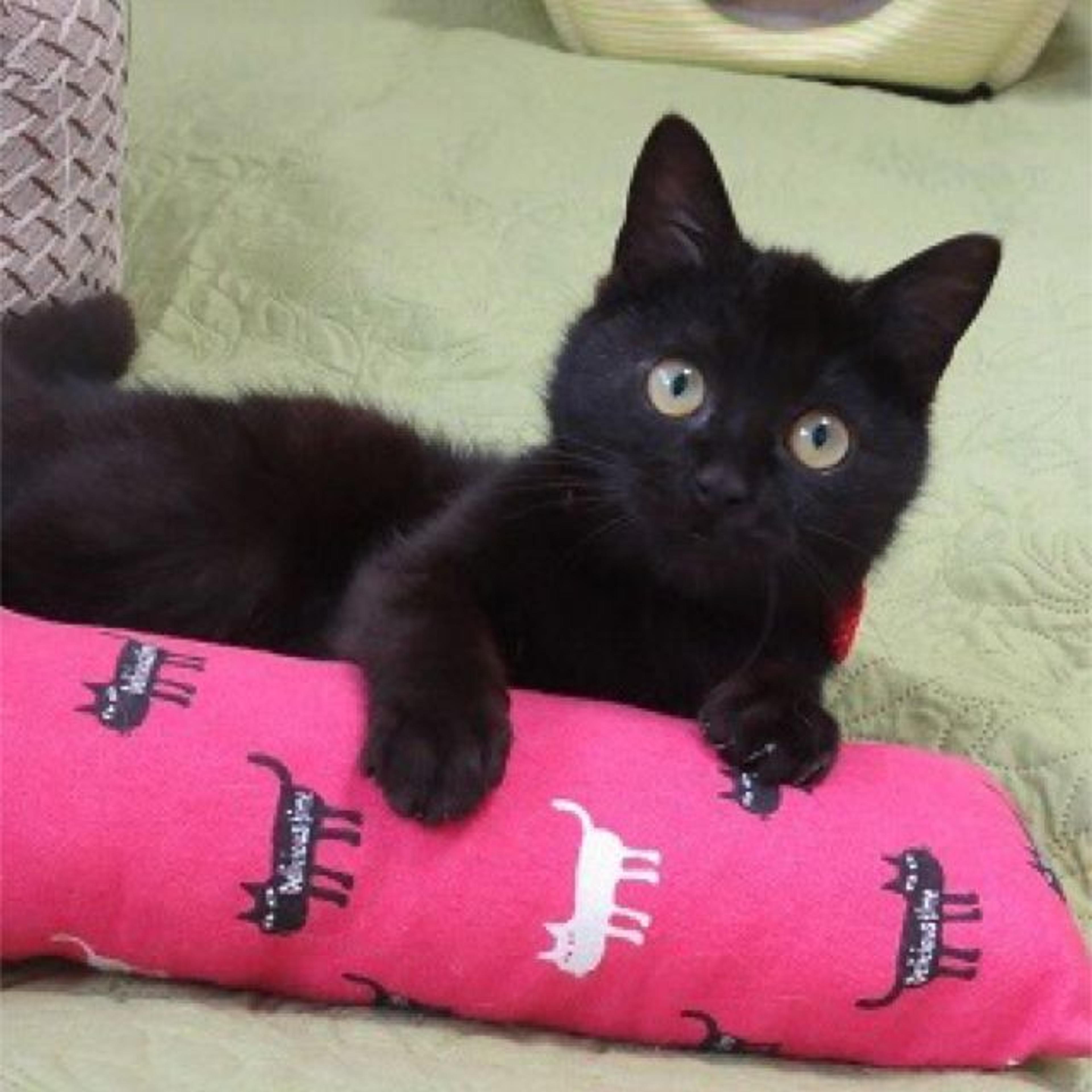 pet-image-2