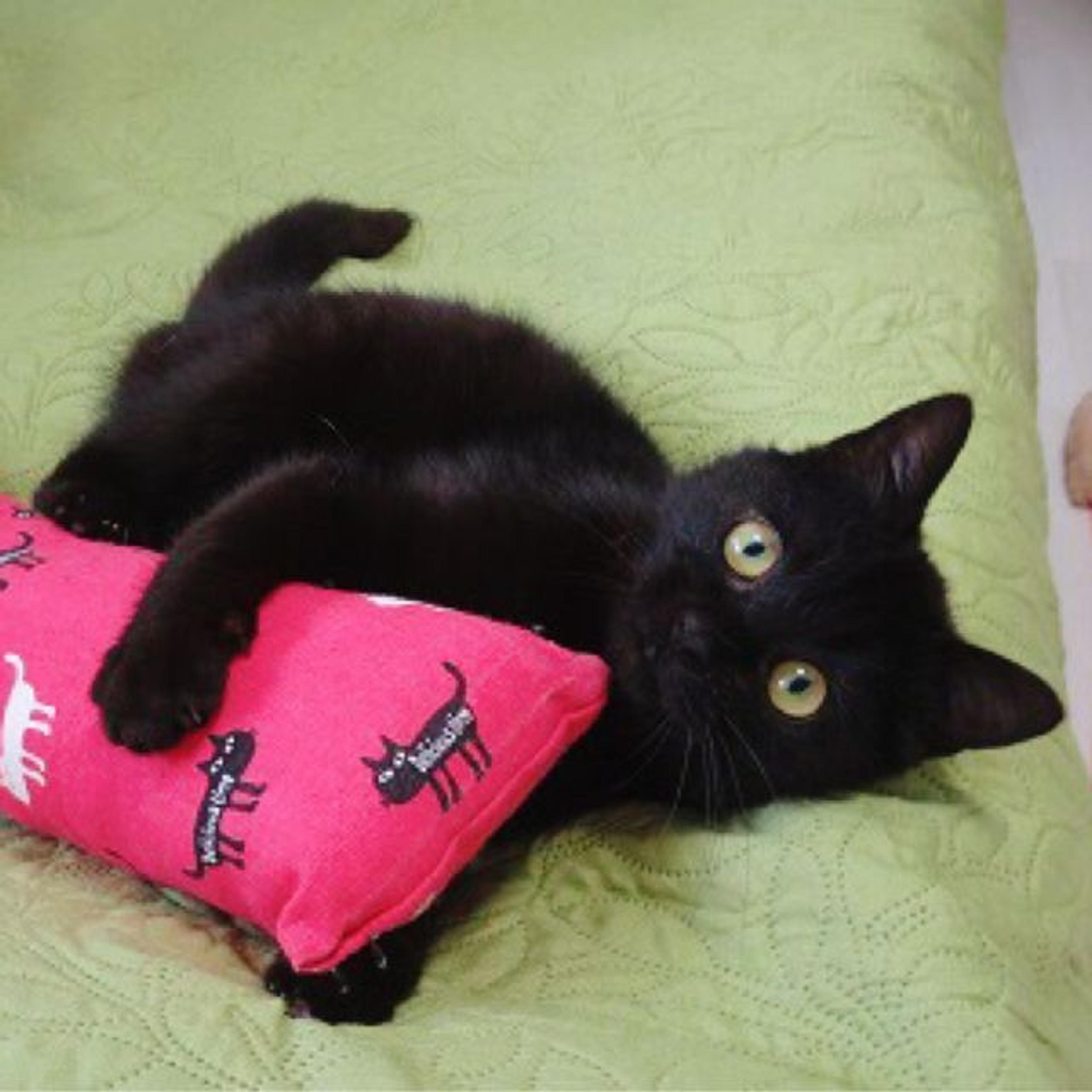 pet-image-3