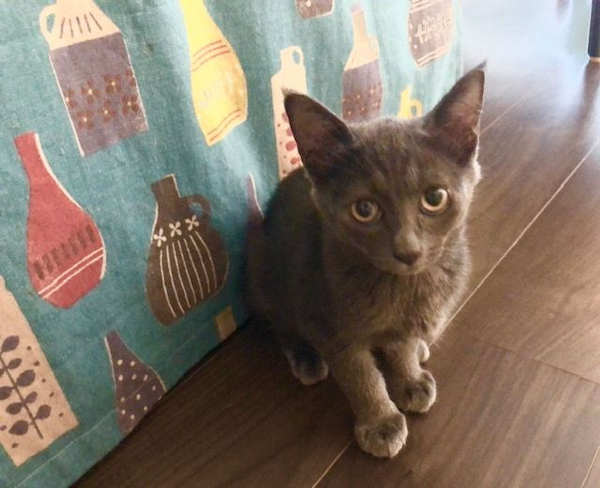 雑種（ミックス猫）・オスの里親募集の写真
