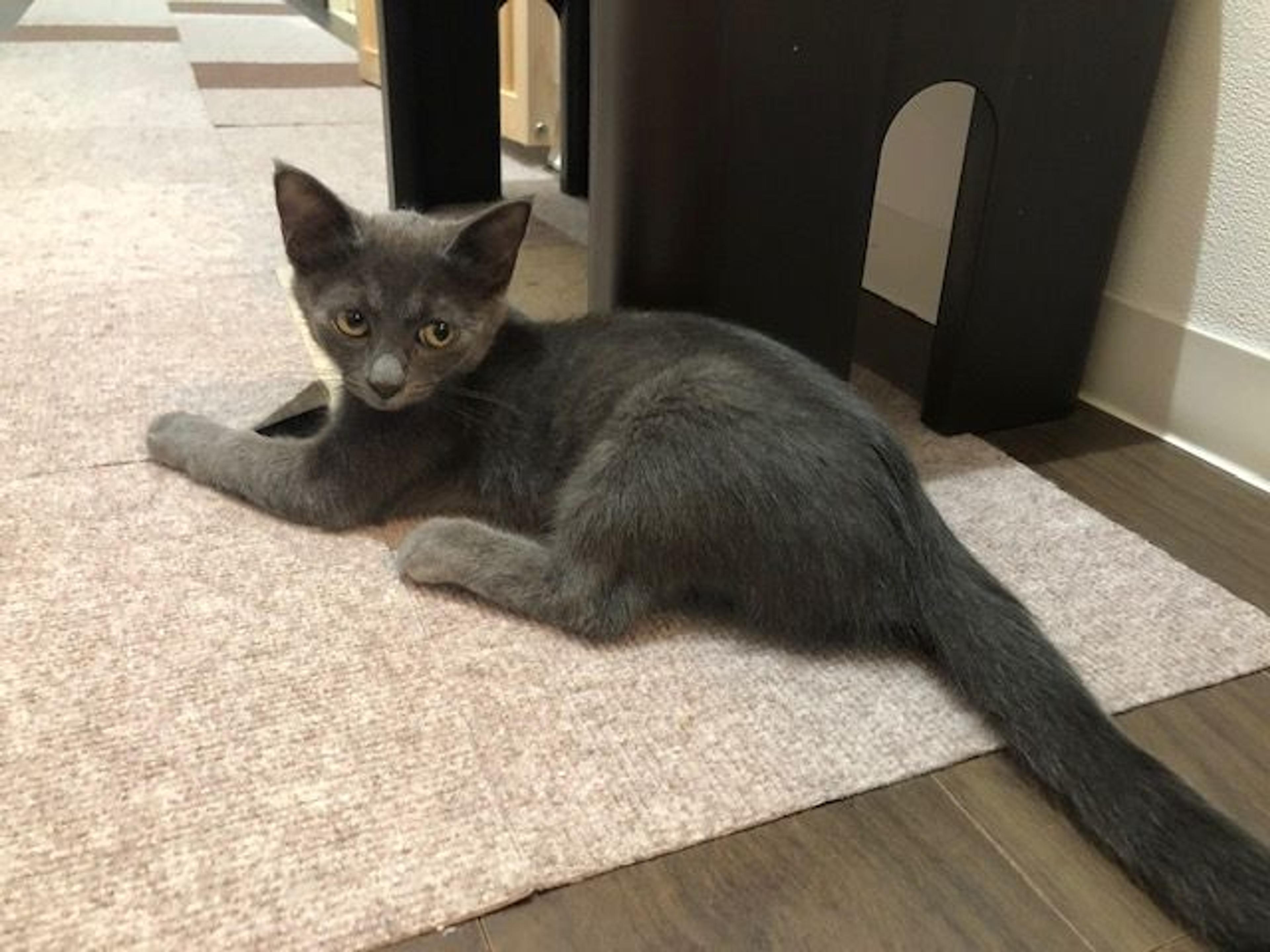 pet-image-2