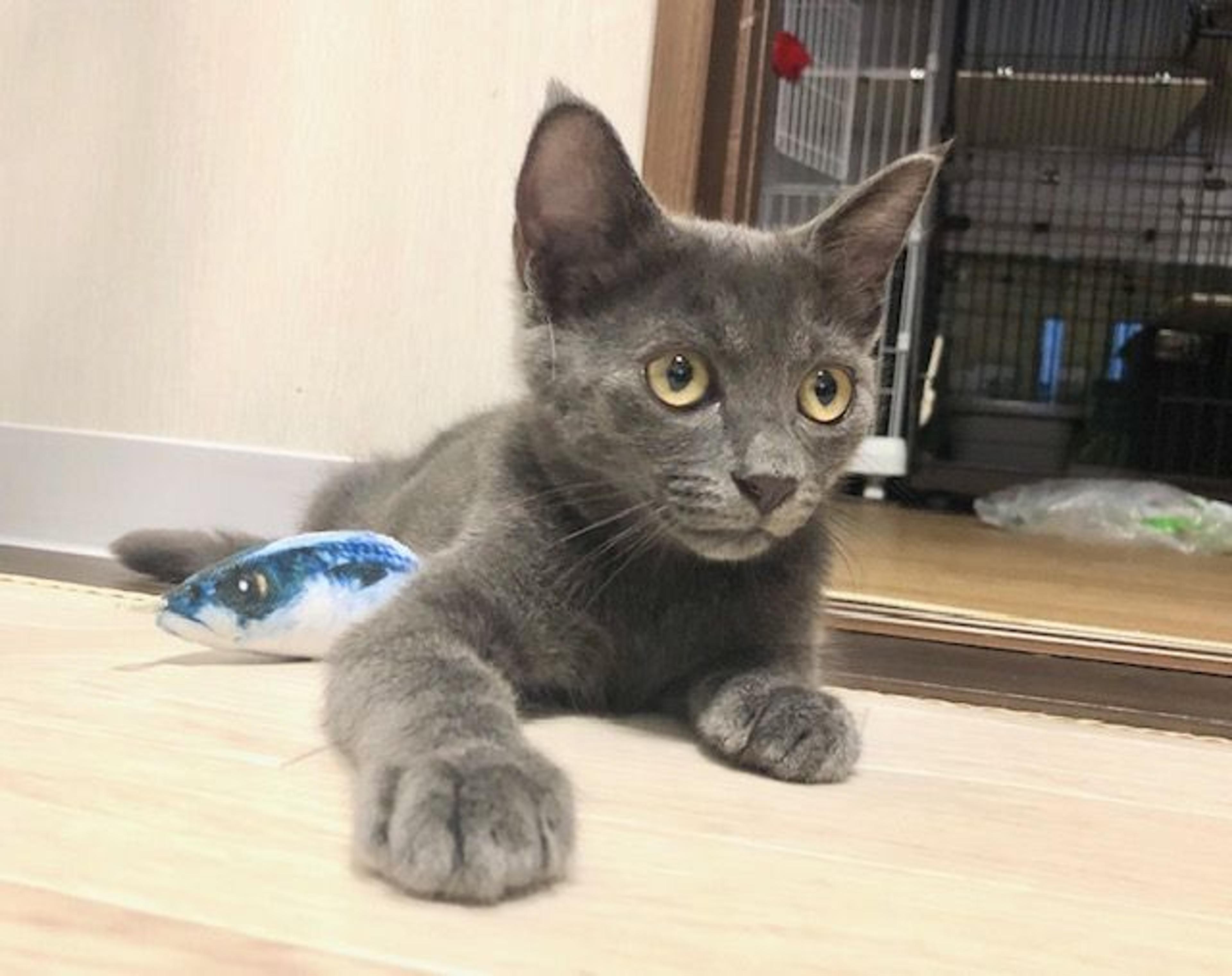 pet-image-3