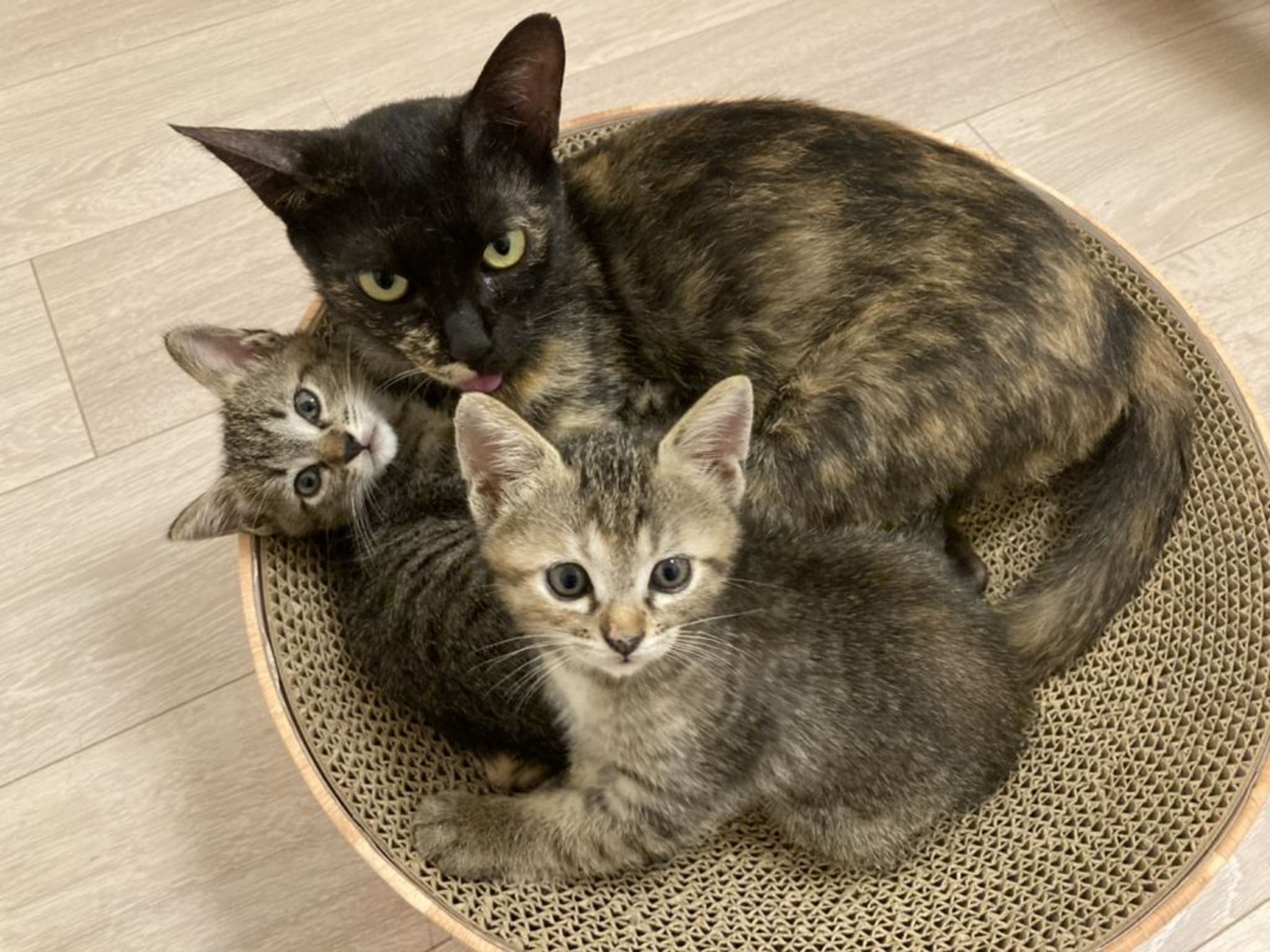 雑種（ミックス猫）・メスの里親募集の写真