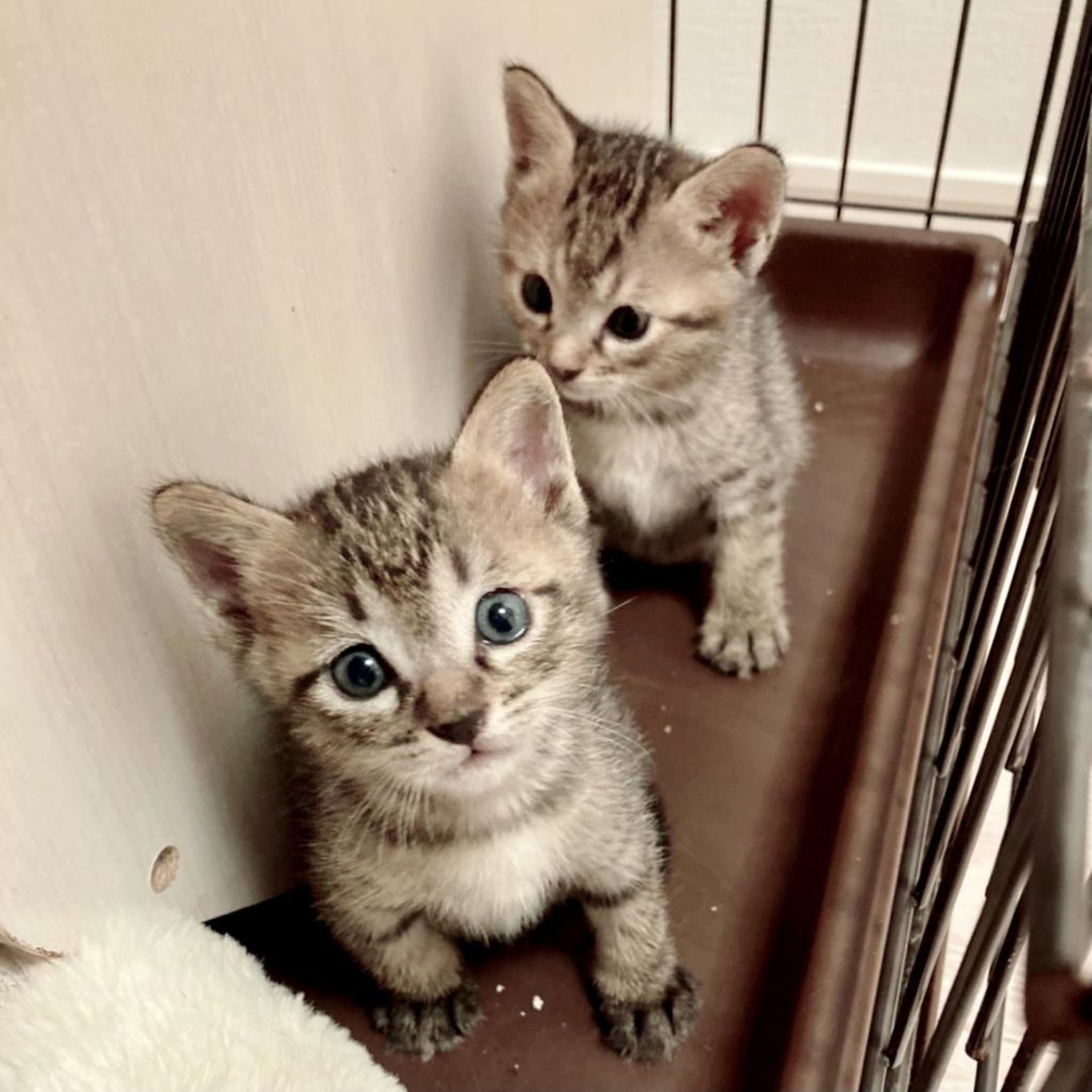 pet-image-4