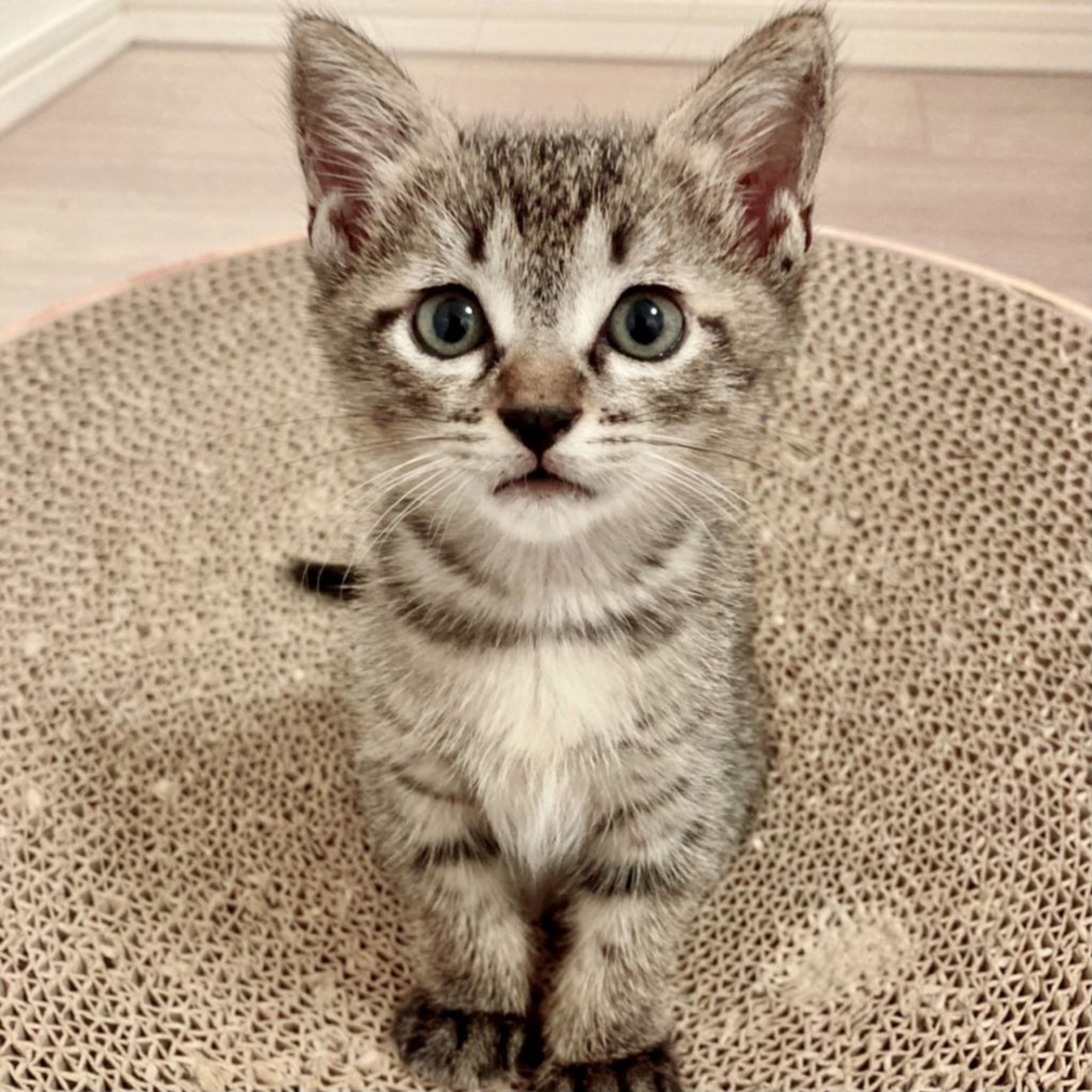 pet-image-7