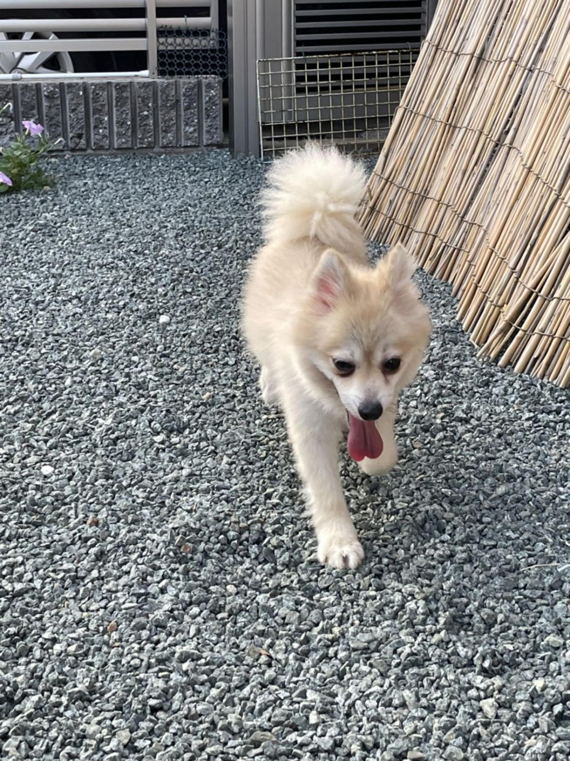 pet-image-2