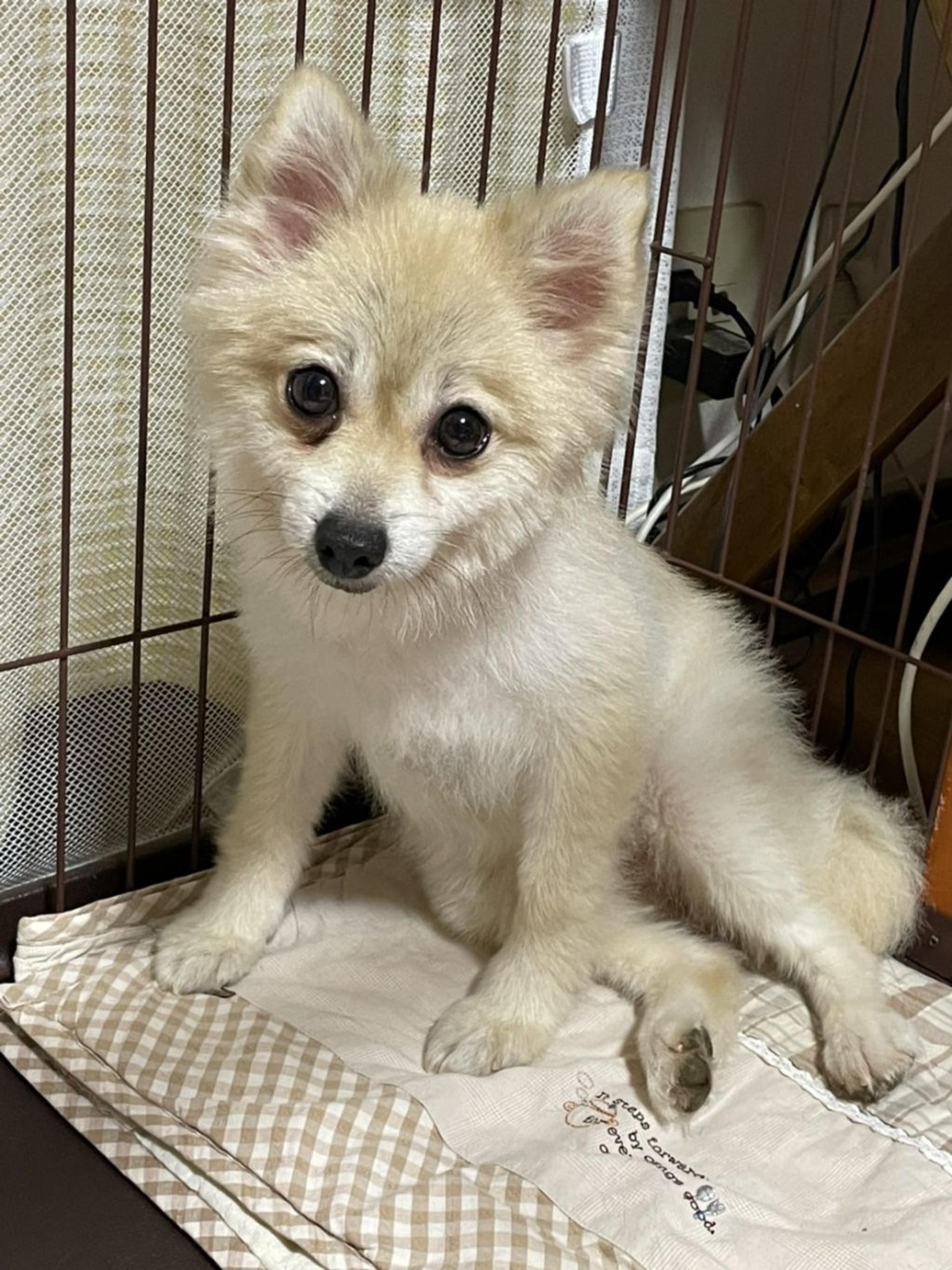 pet-image-3