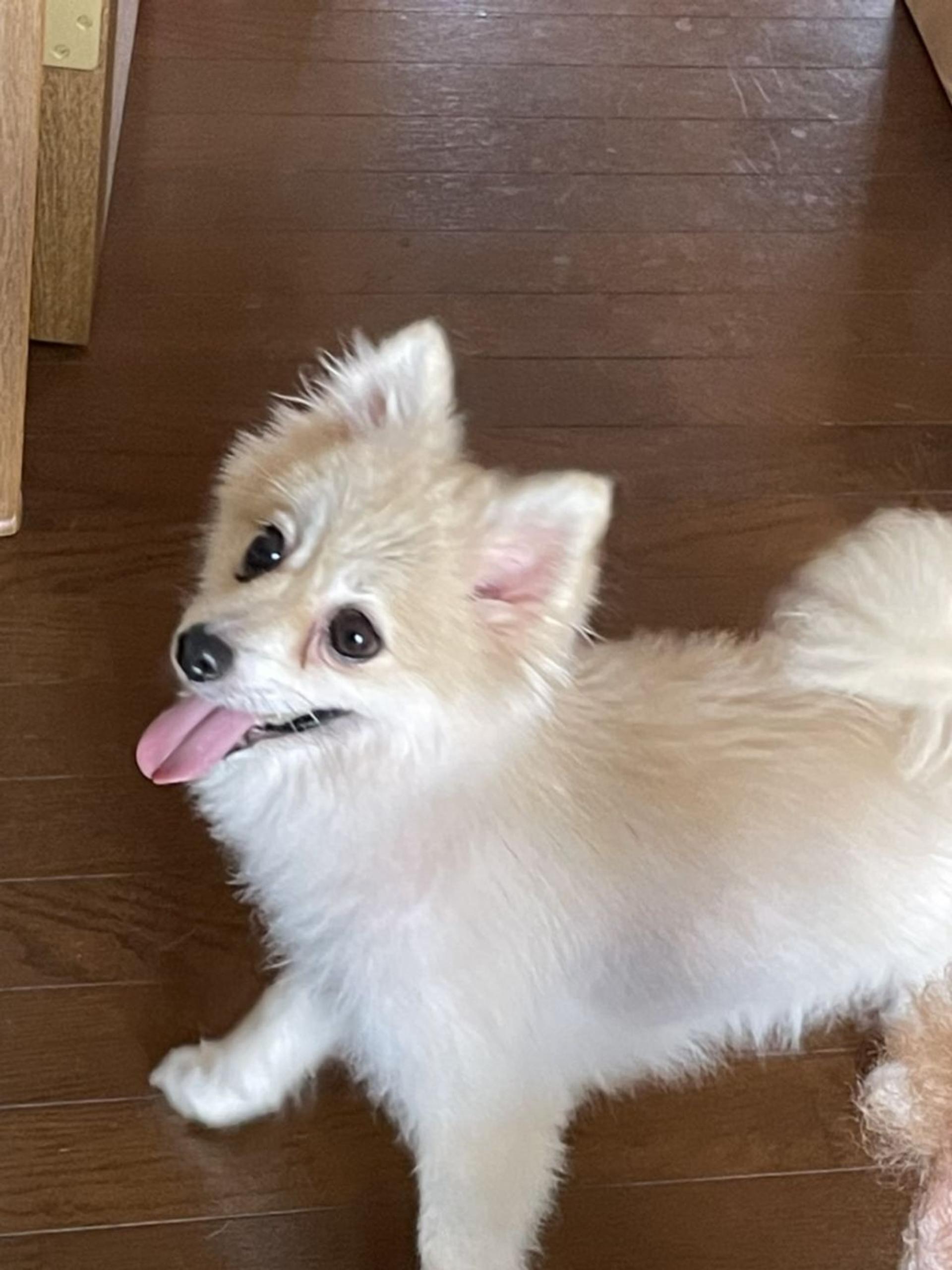 pet-image-4