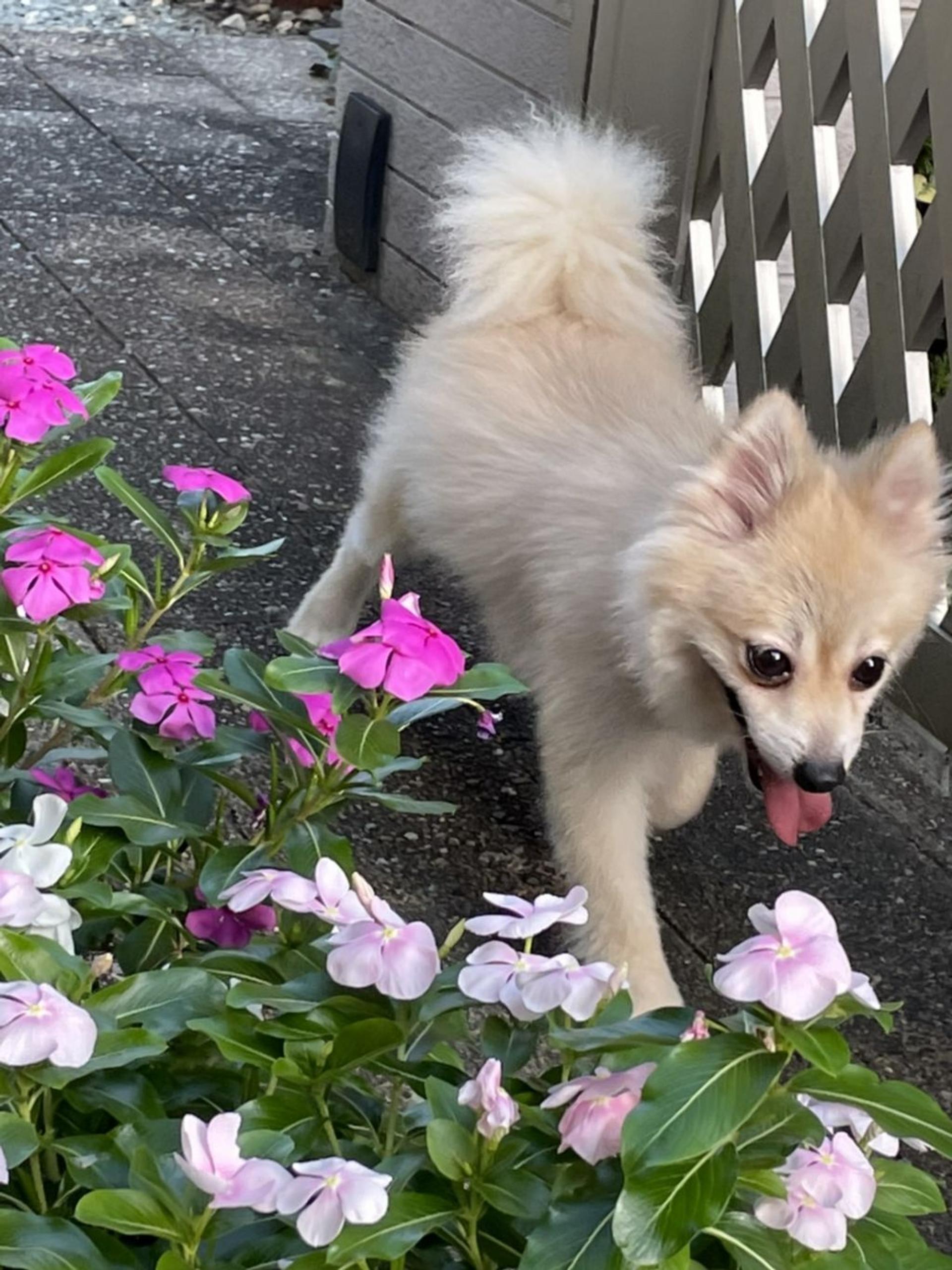 pet-image-5
