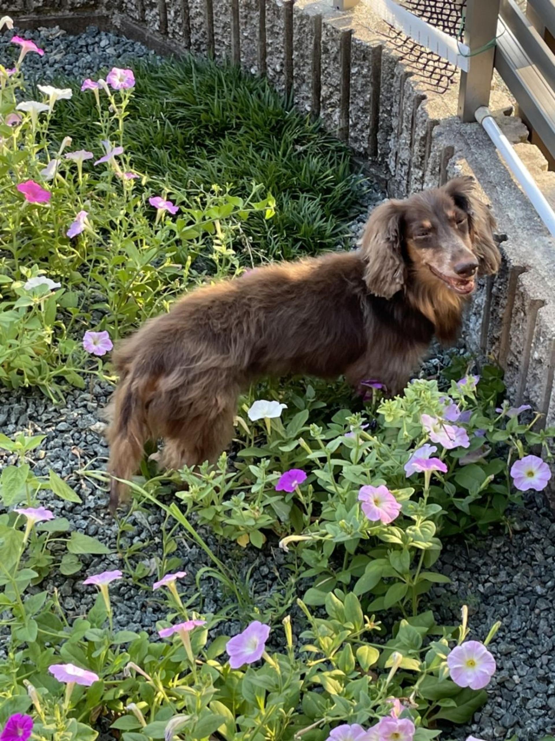 pet-image-2
