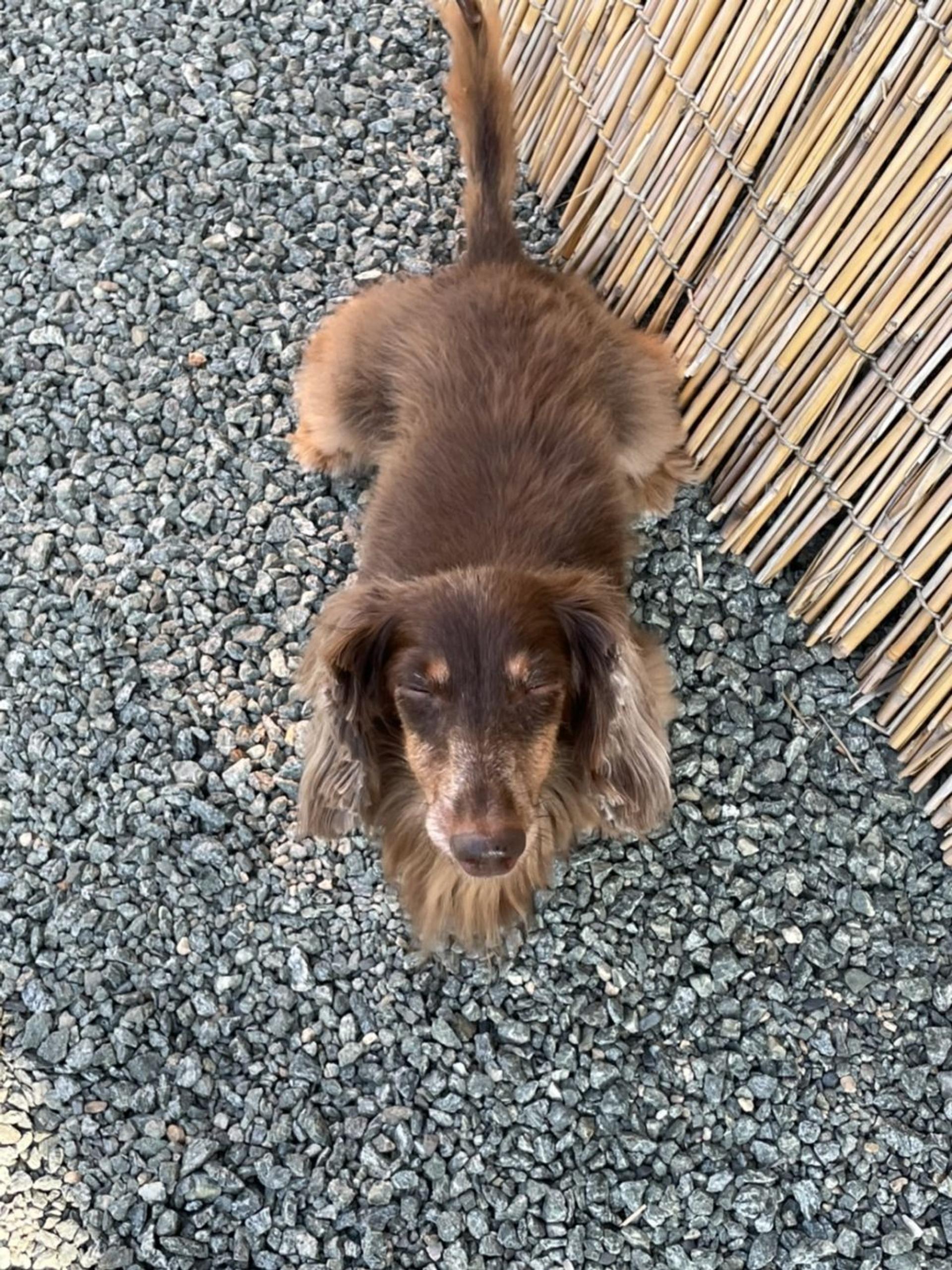 pet-image-3