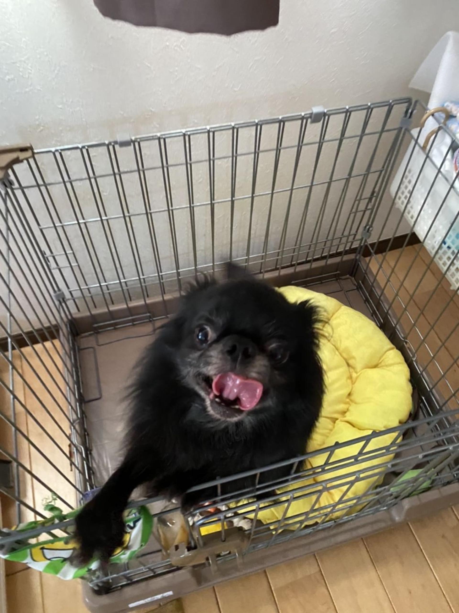 pet-image-2
