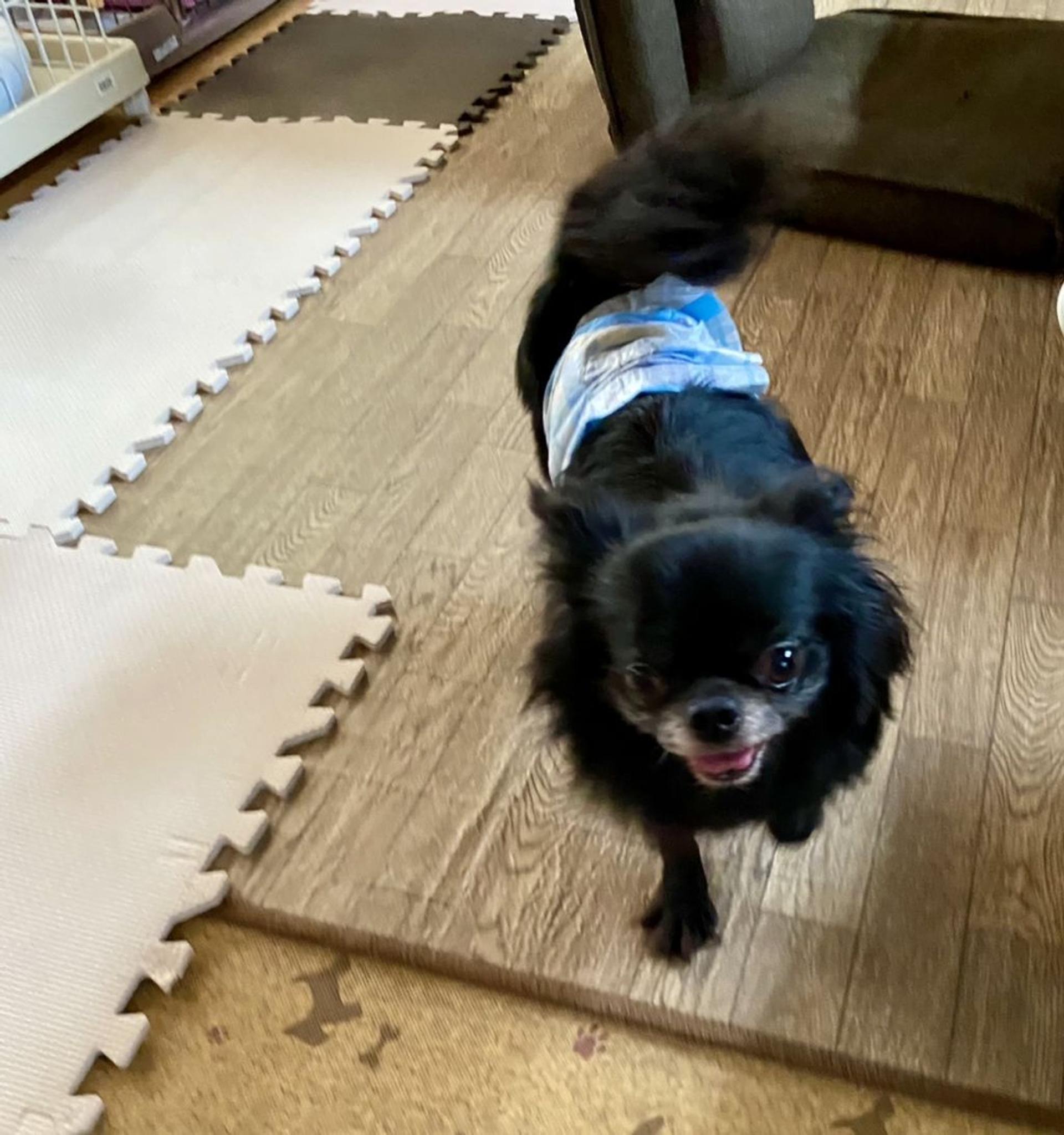 pet-image-4