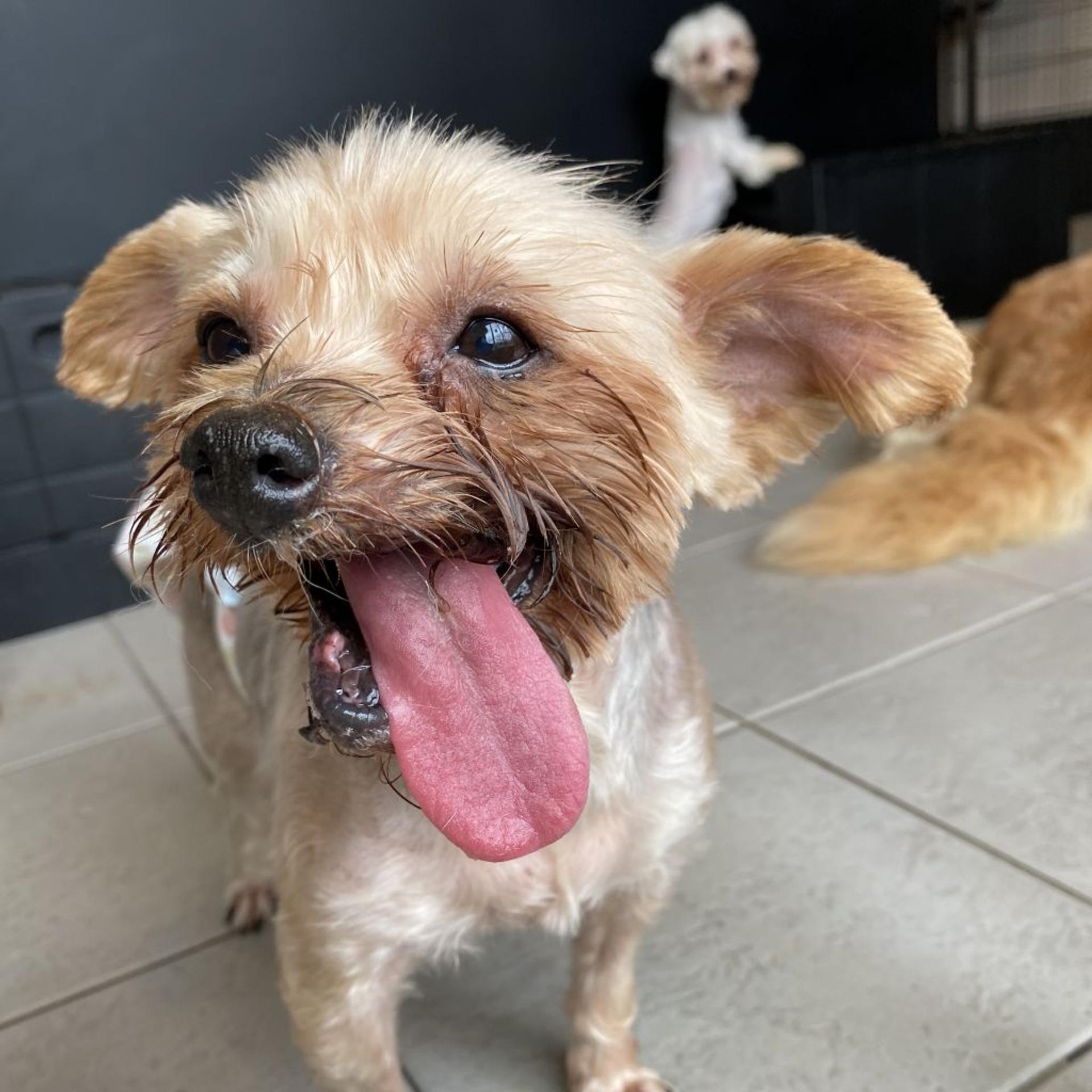 pet-image-4