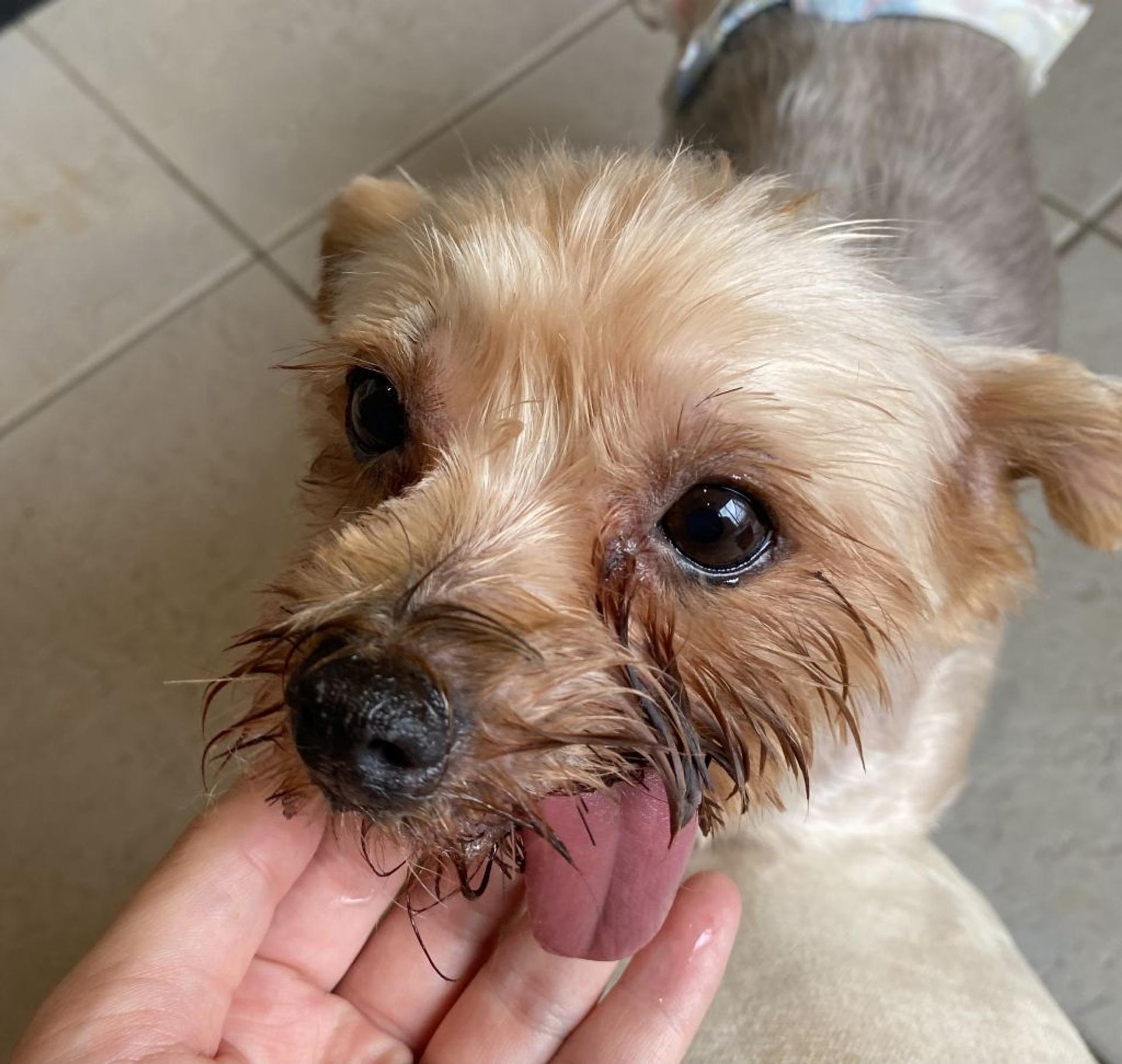 pet-image-9