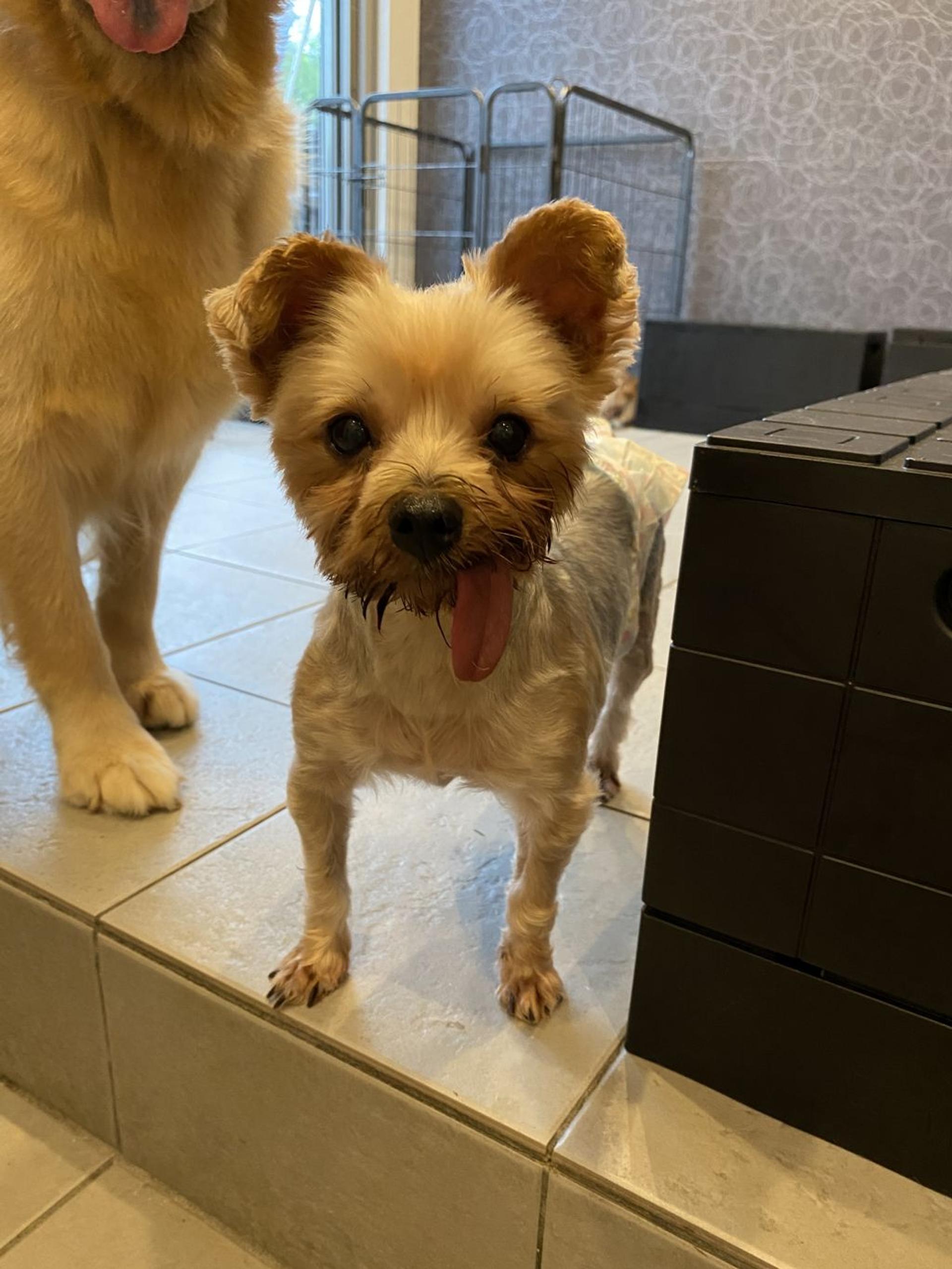 pet-image-8