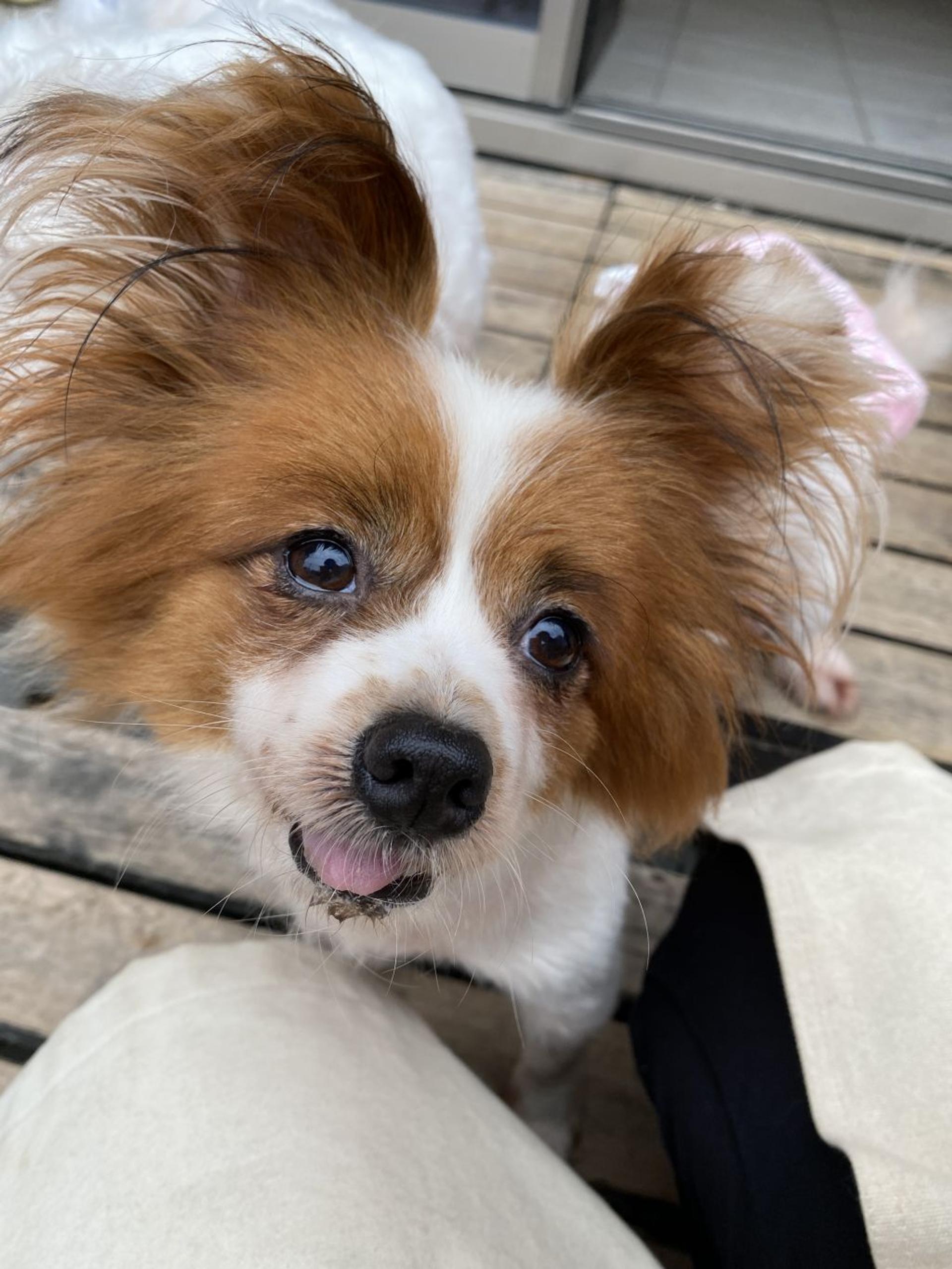 pet-image-5
