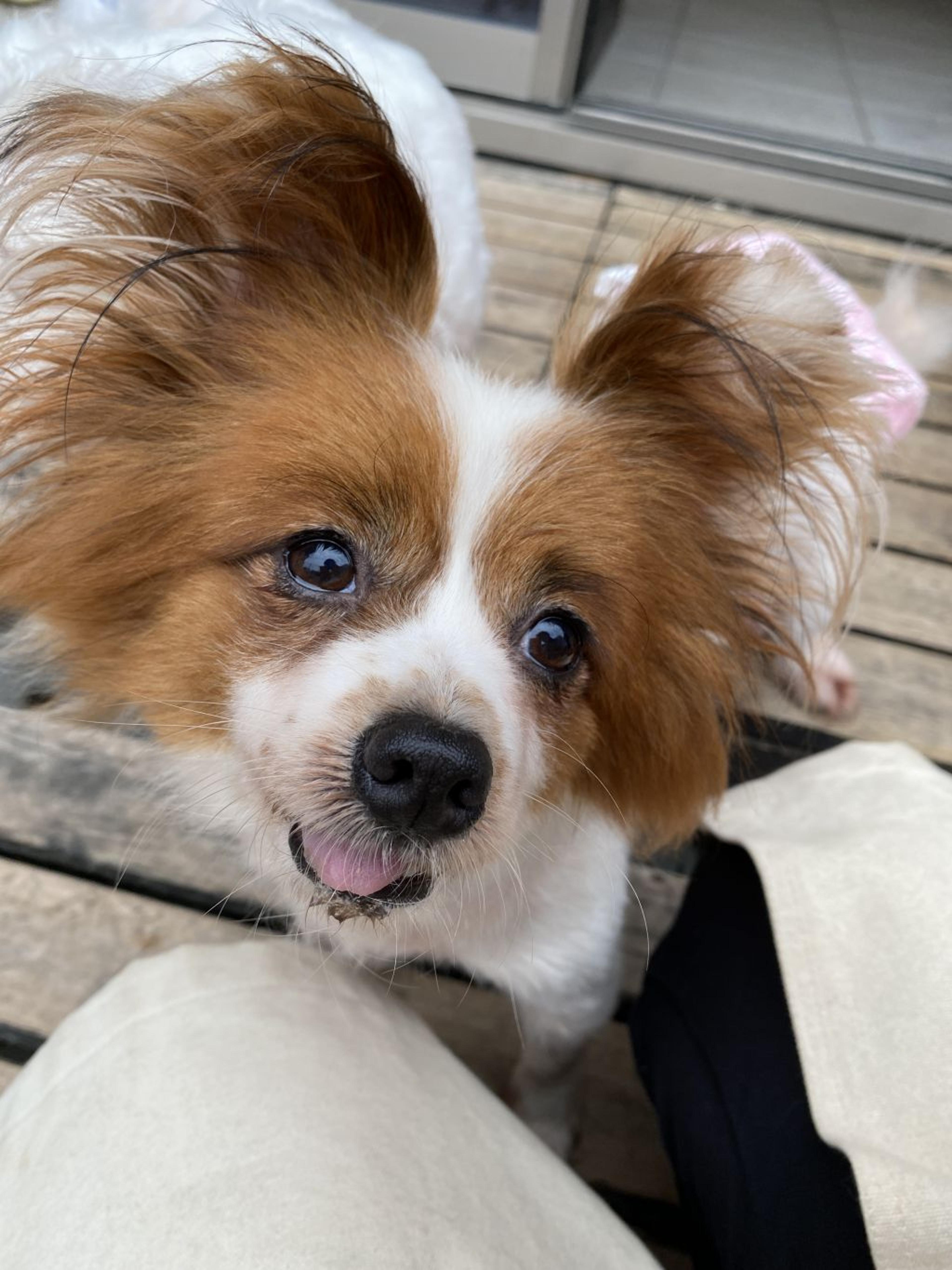 pet-image-5
