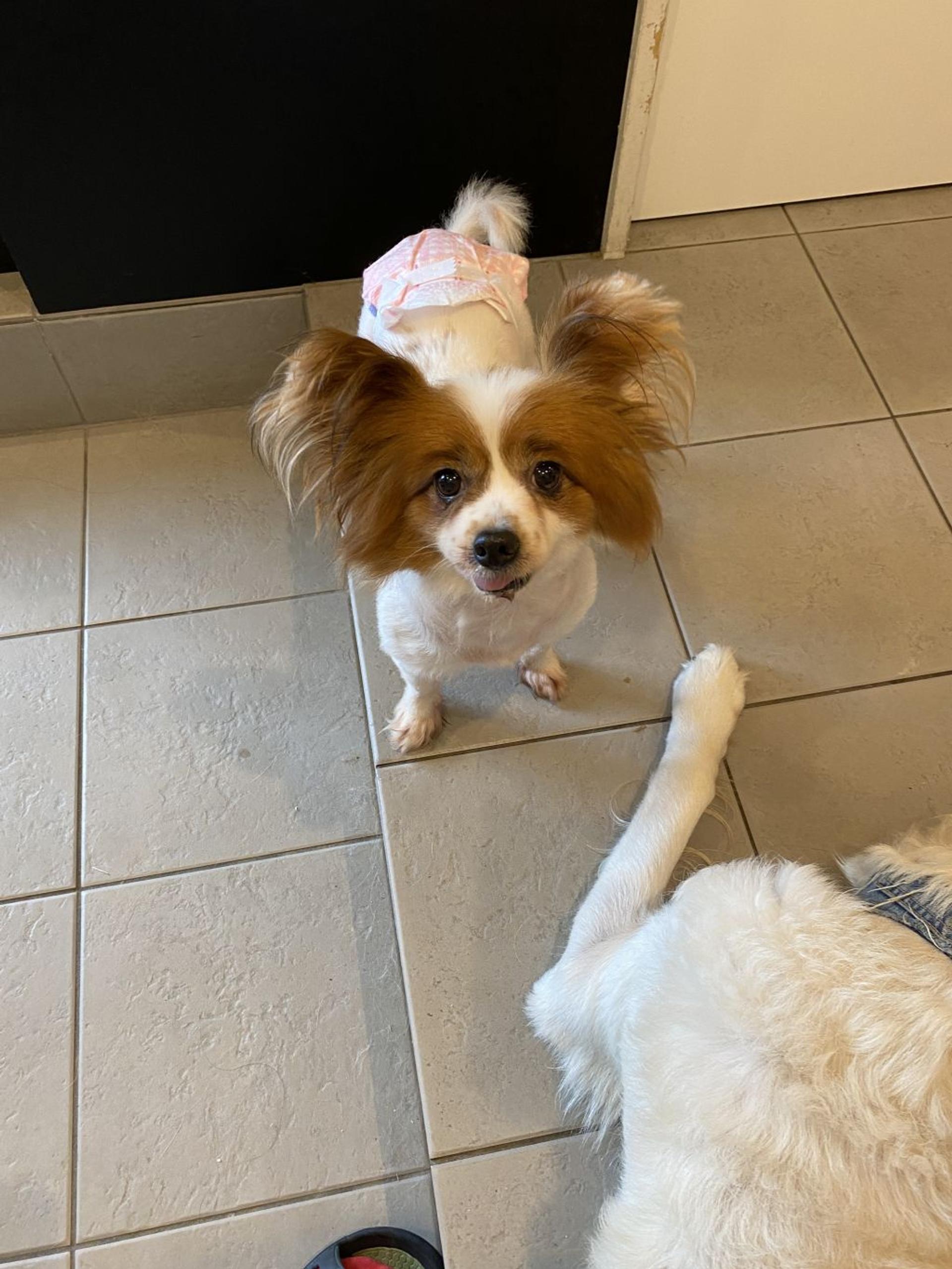 pet-image-7