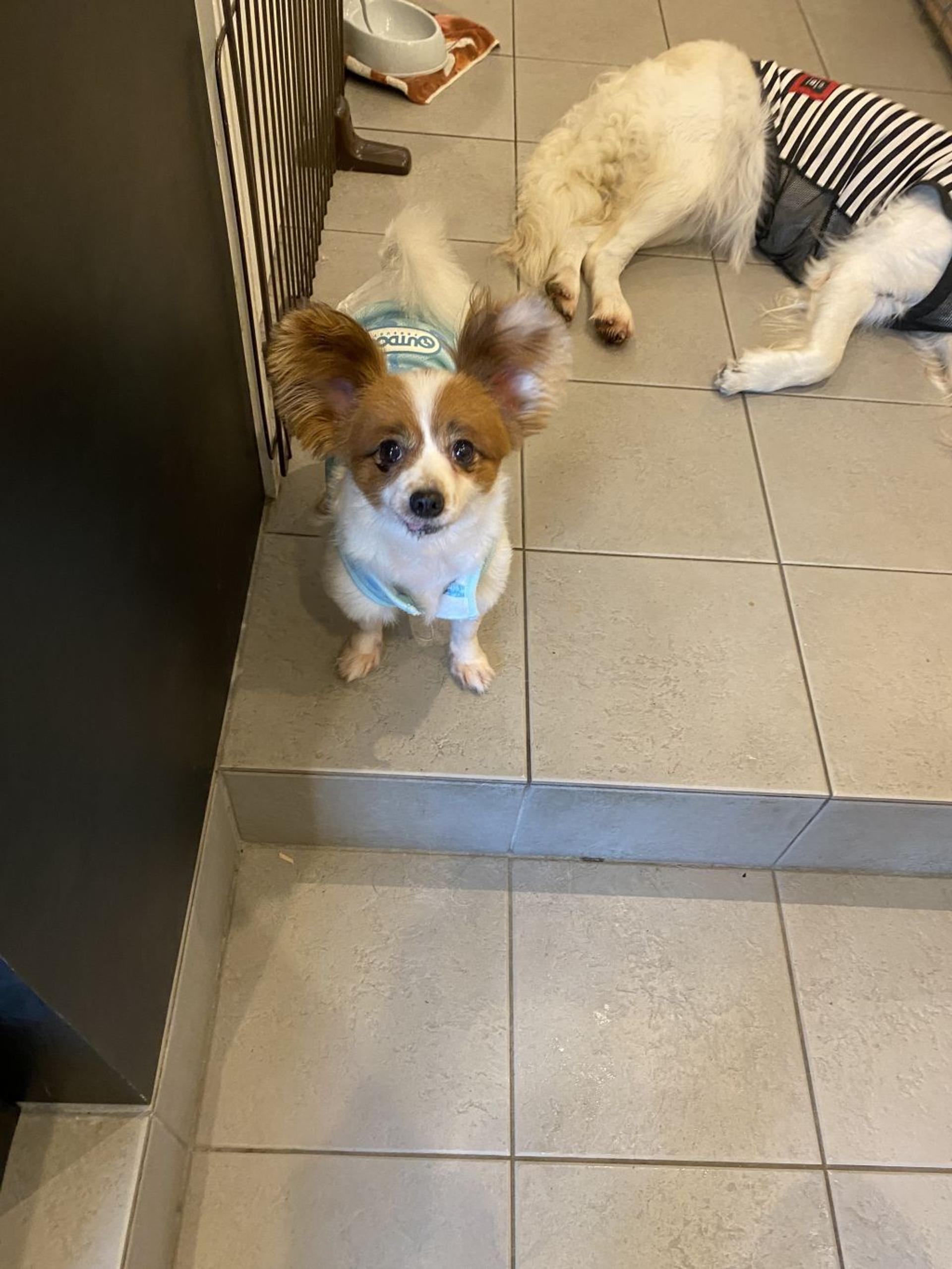 pet-image-4
