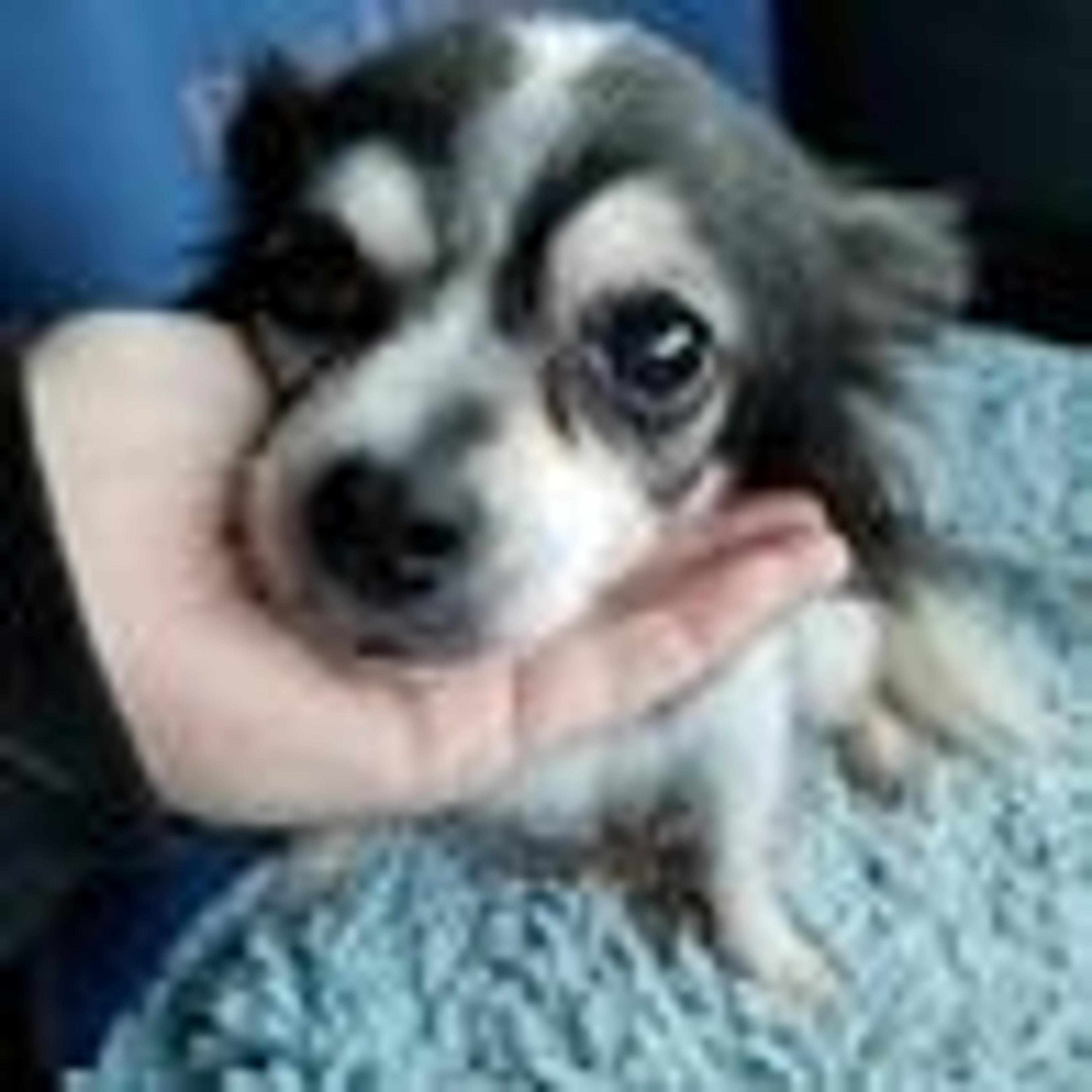 pet-image-2