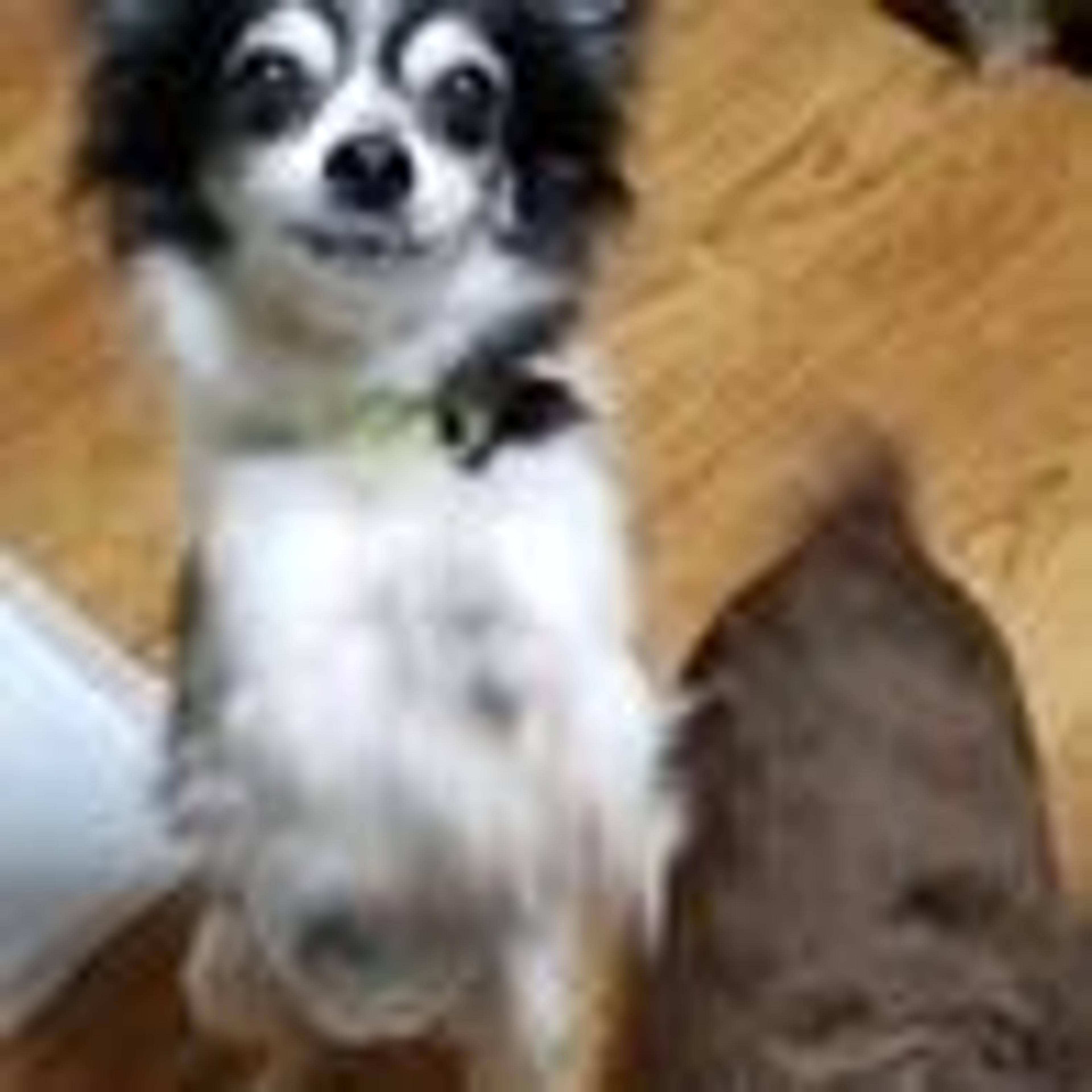pet-image-3