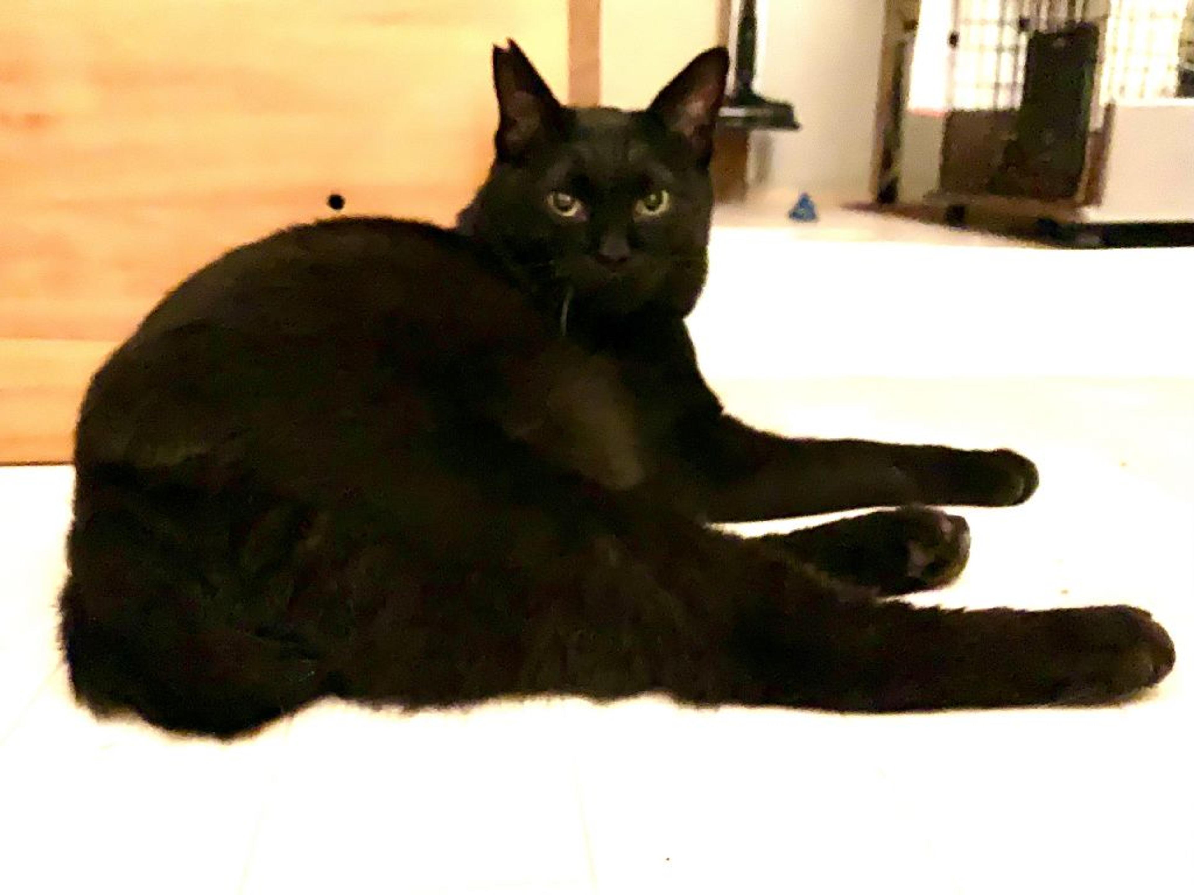 pet-image-3