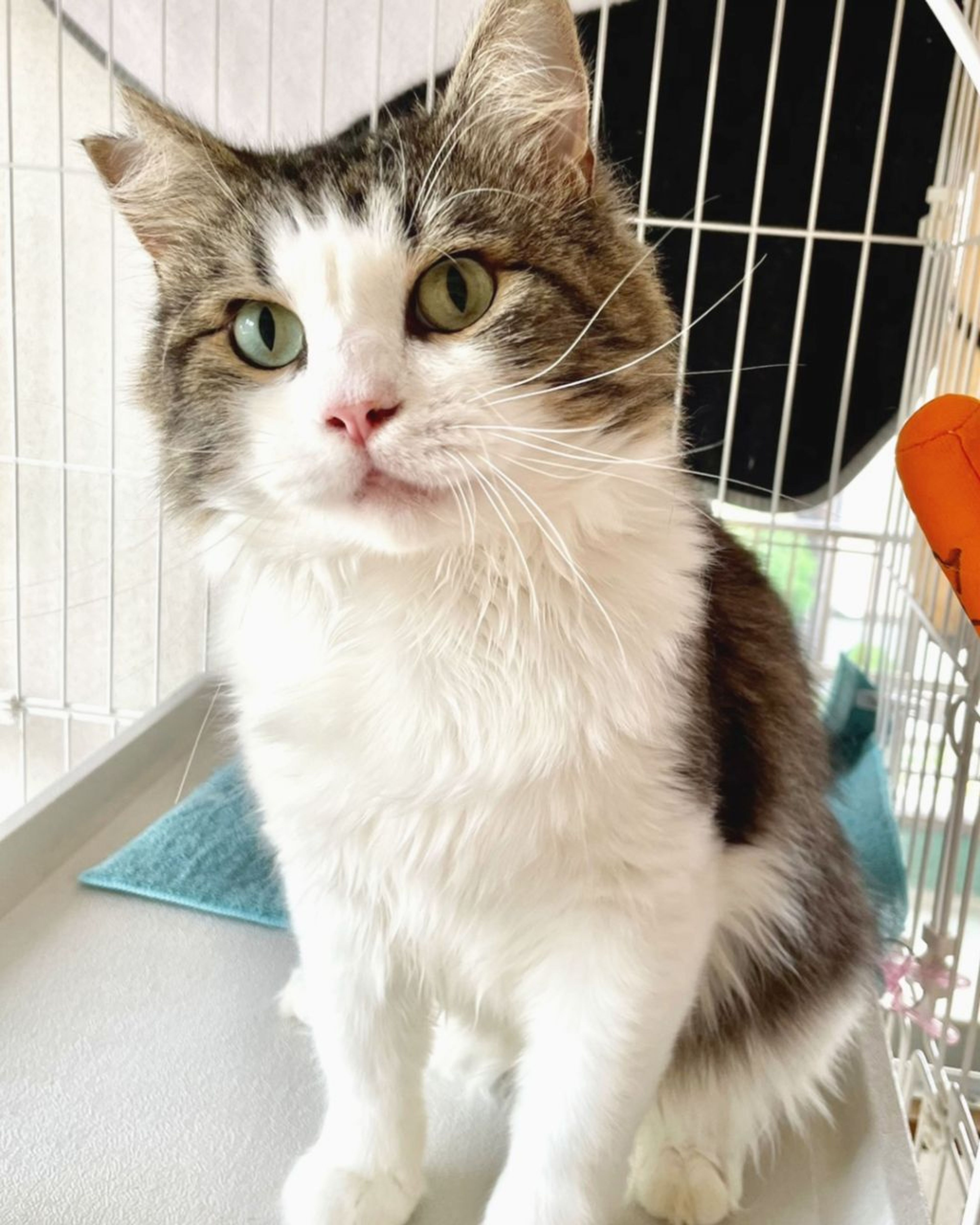 雑種（ミックス猫）・オスの里親募集の写真