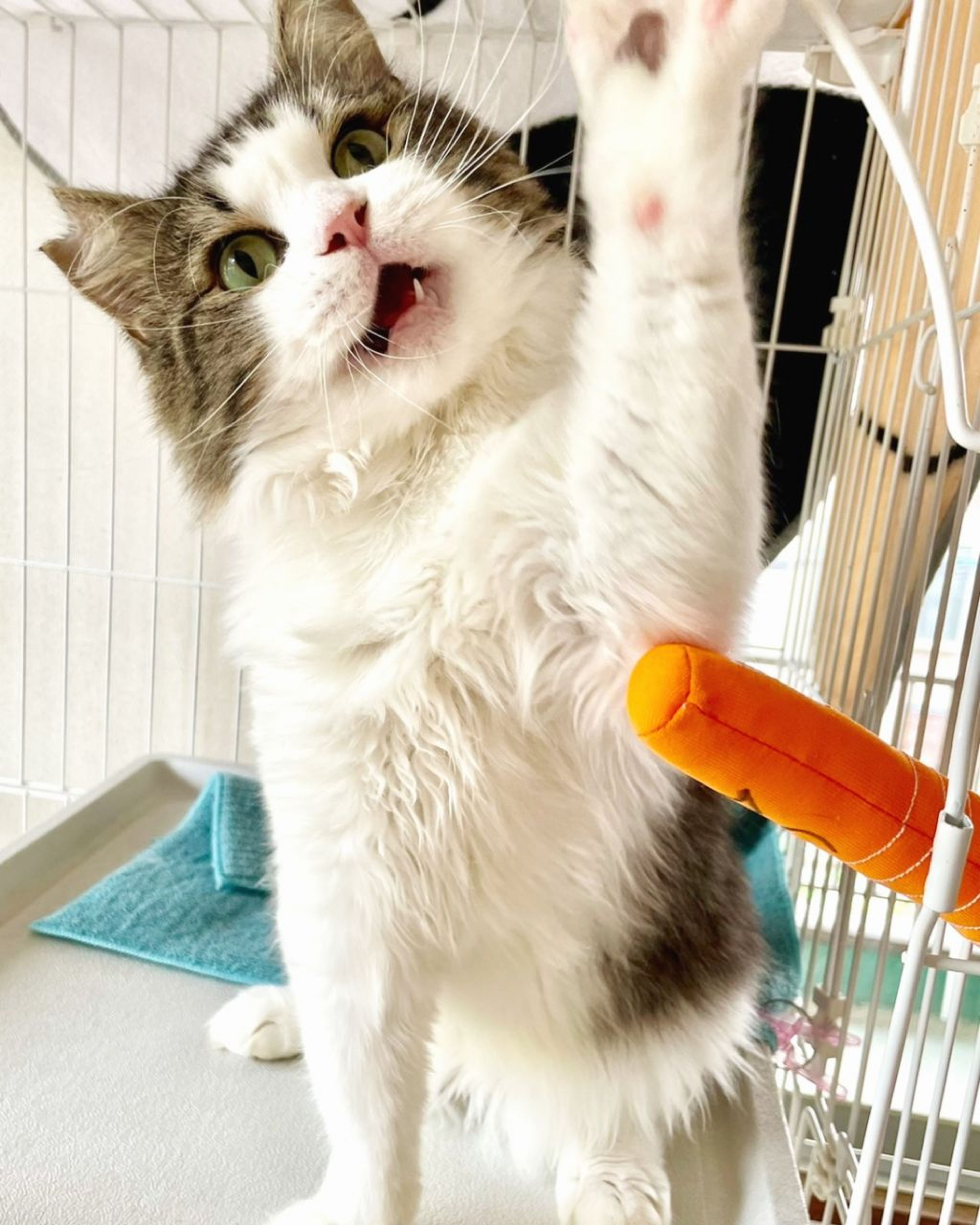 pet-image-2