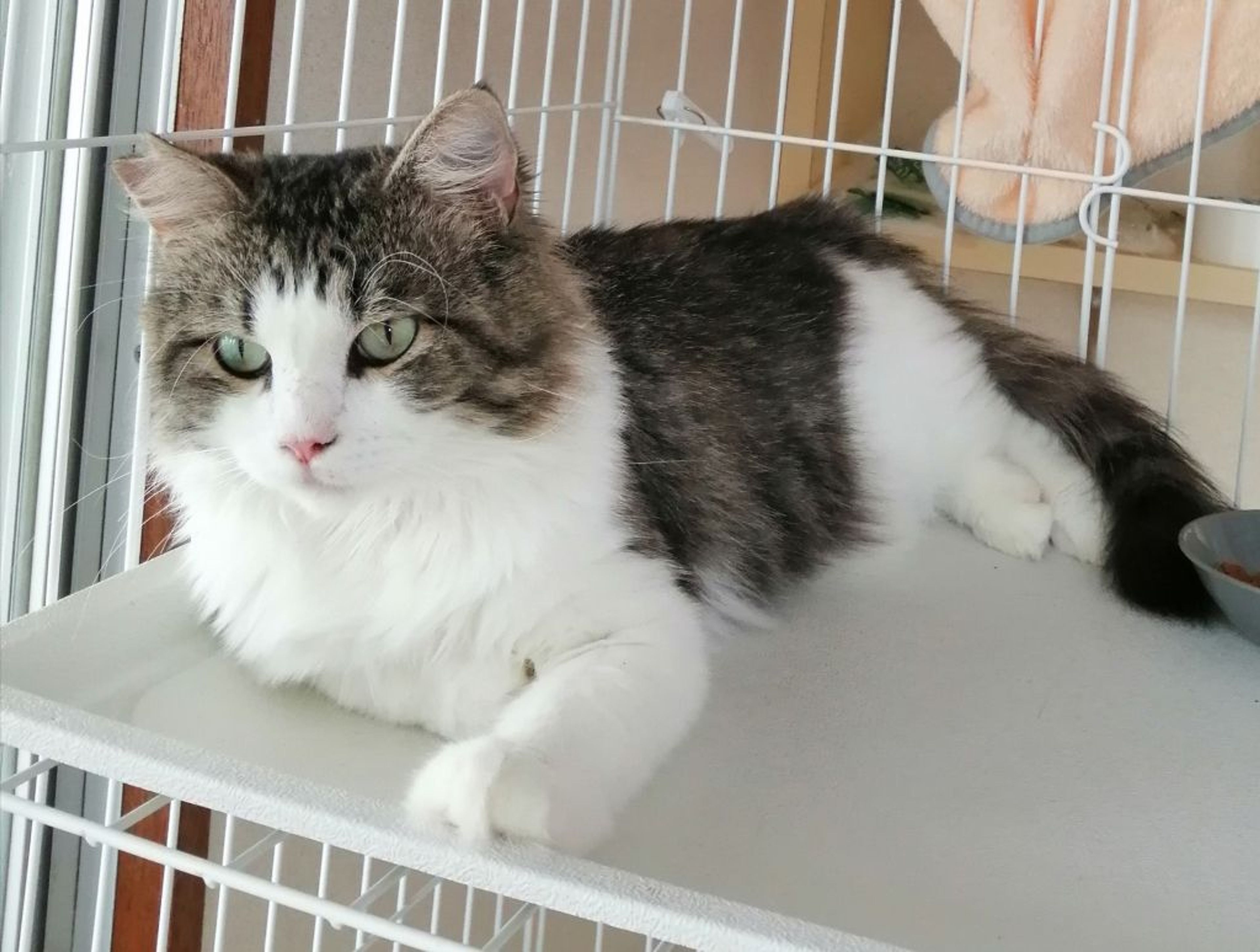 pet-image-3