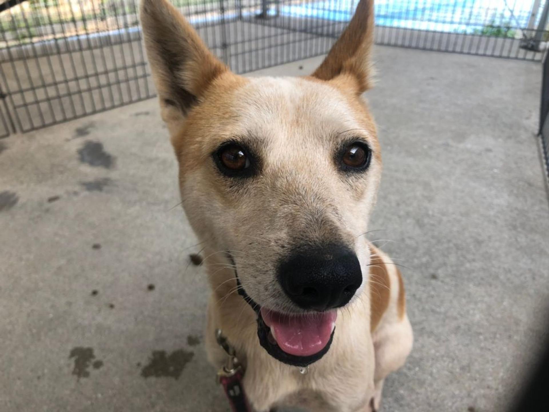 pet-image-2