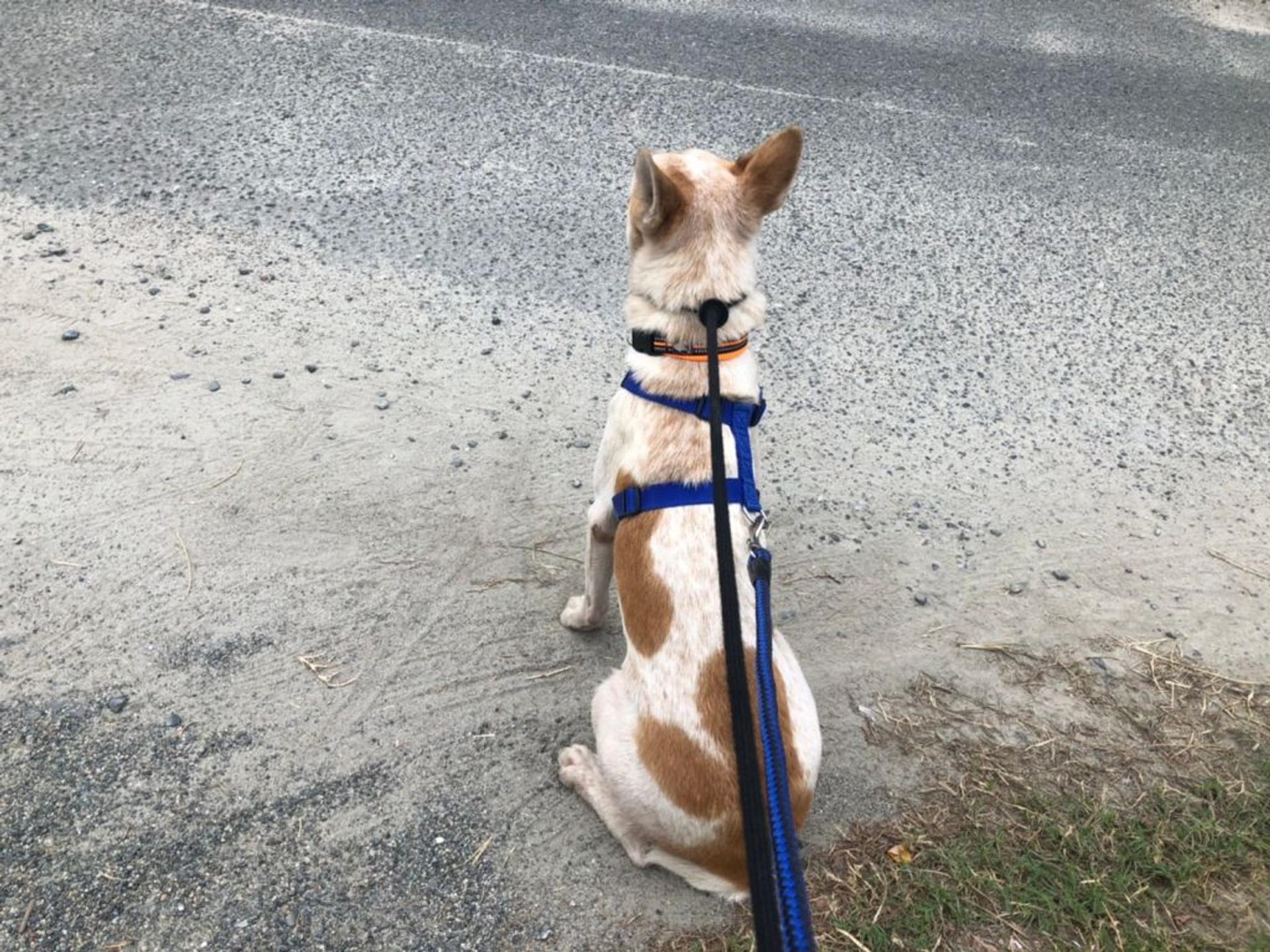 pet-image-3