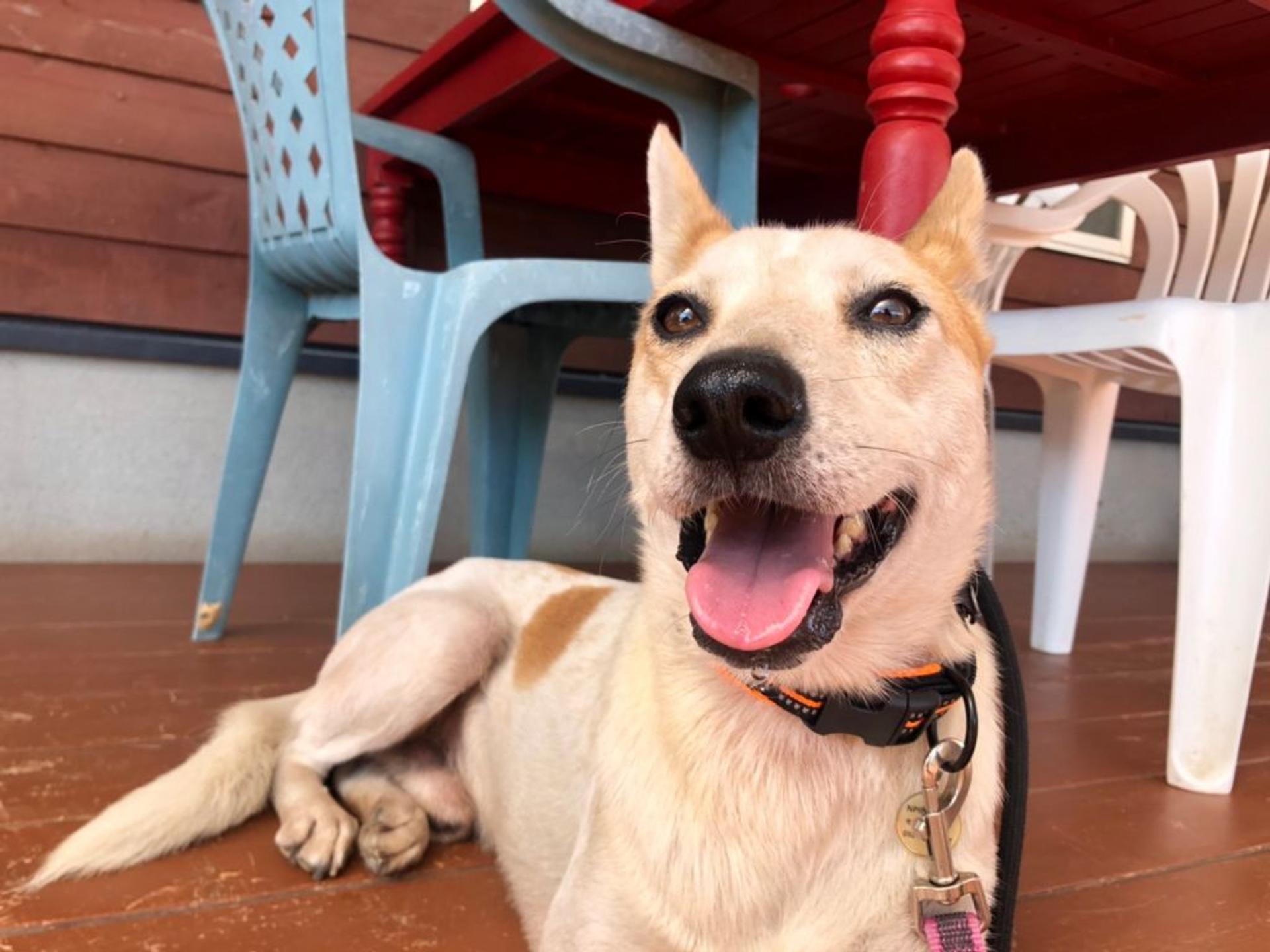 pet-image-5