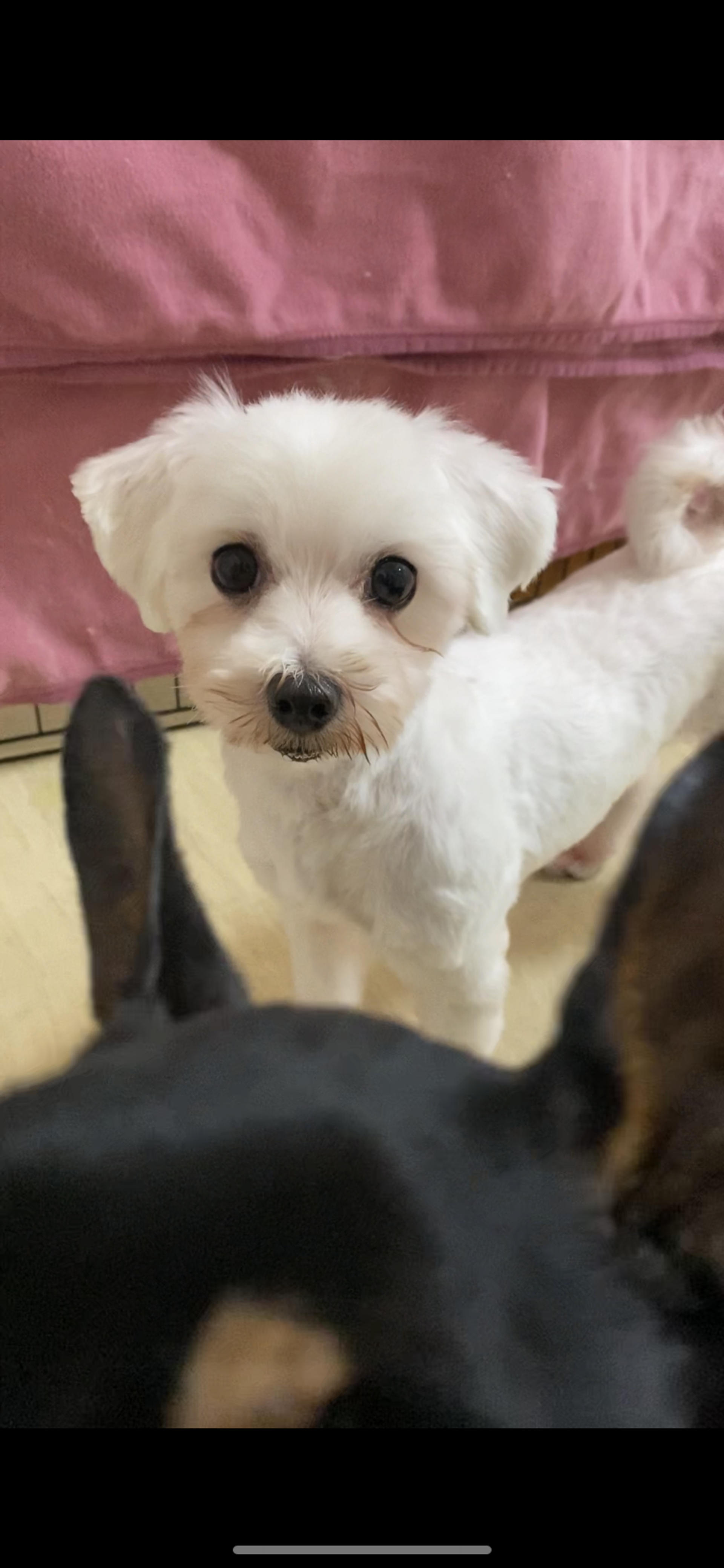 pet-image-2
