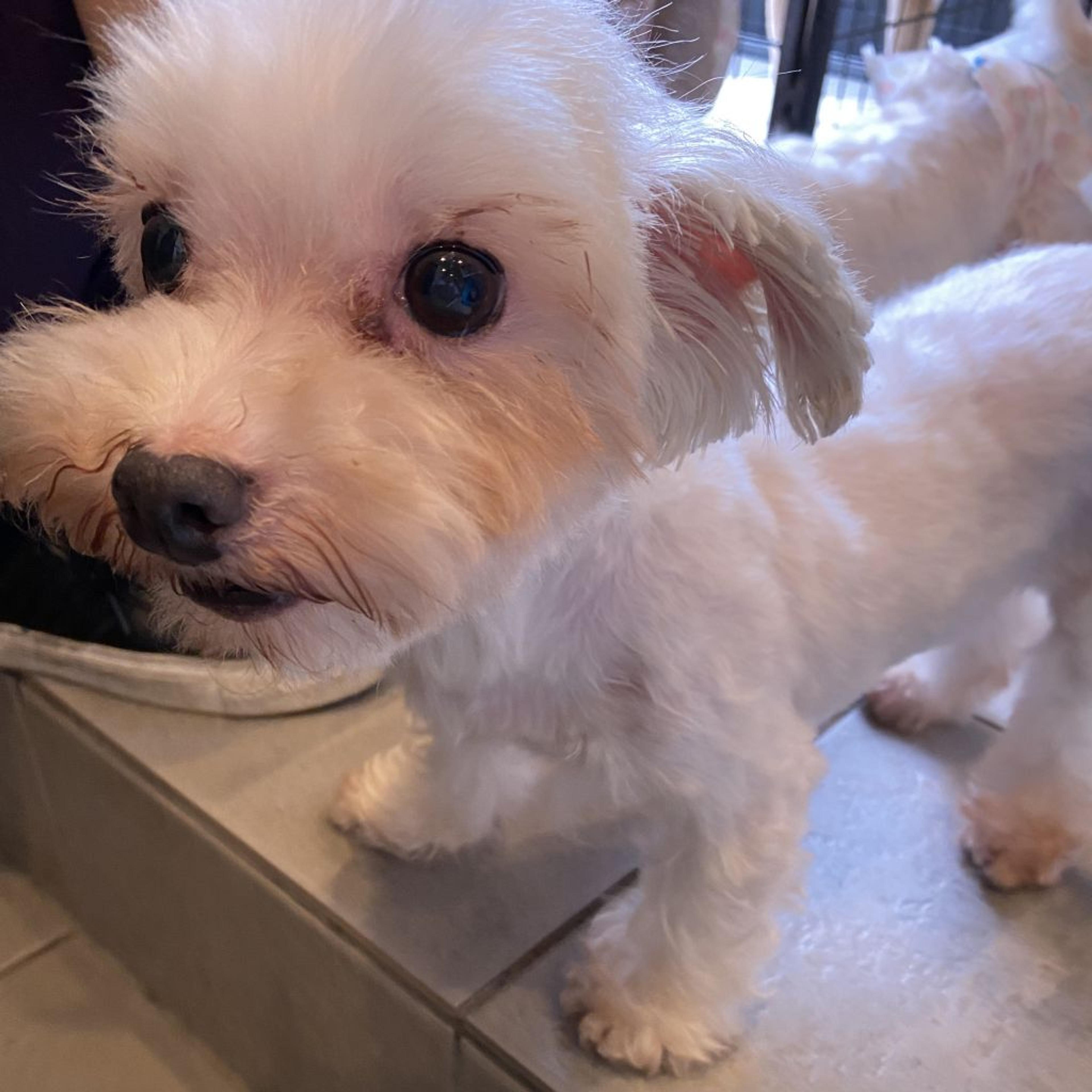 pet-image-3
