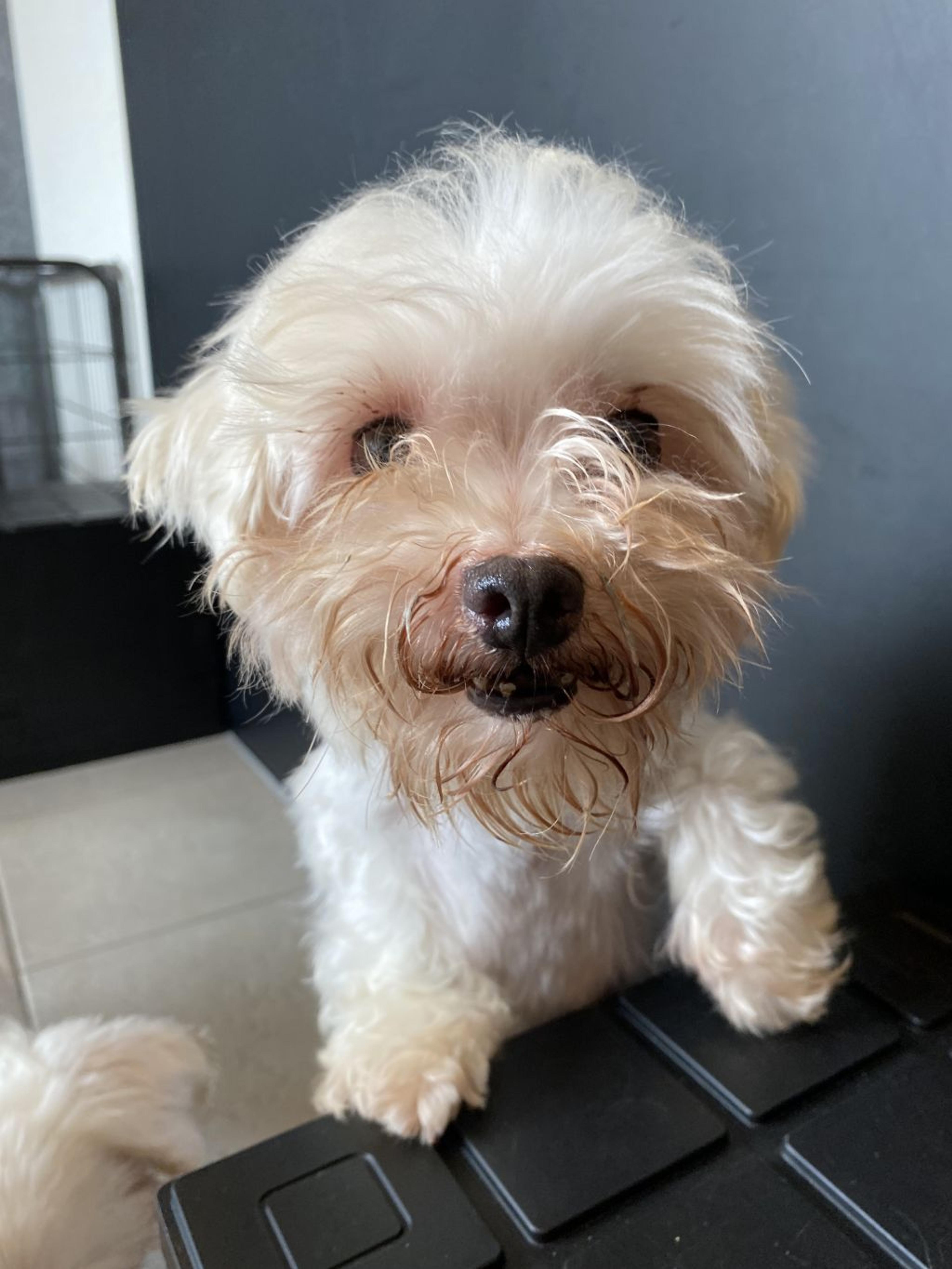 pet-image-5