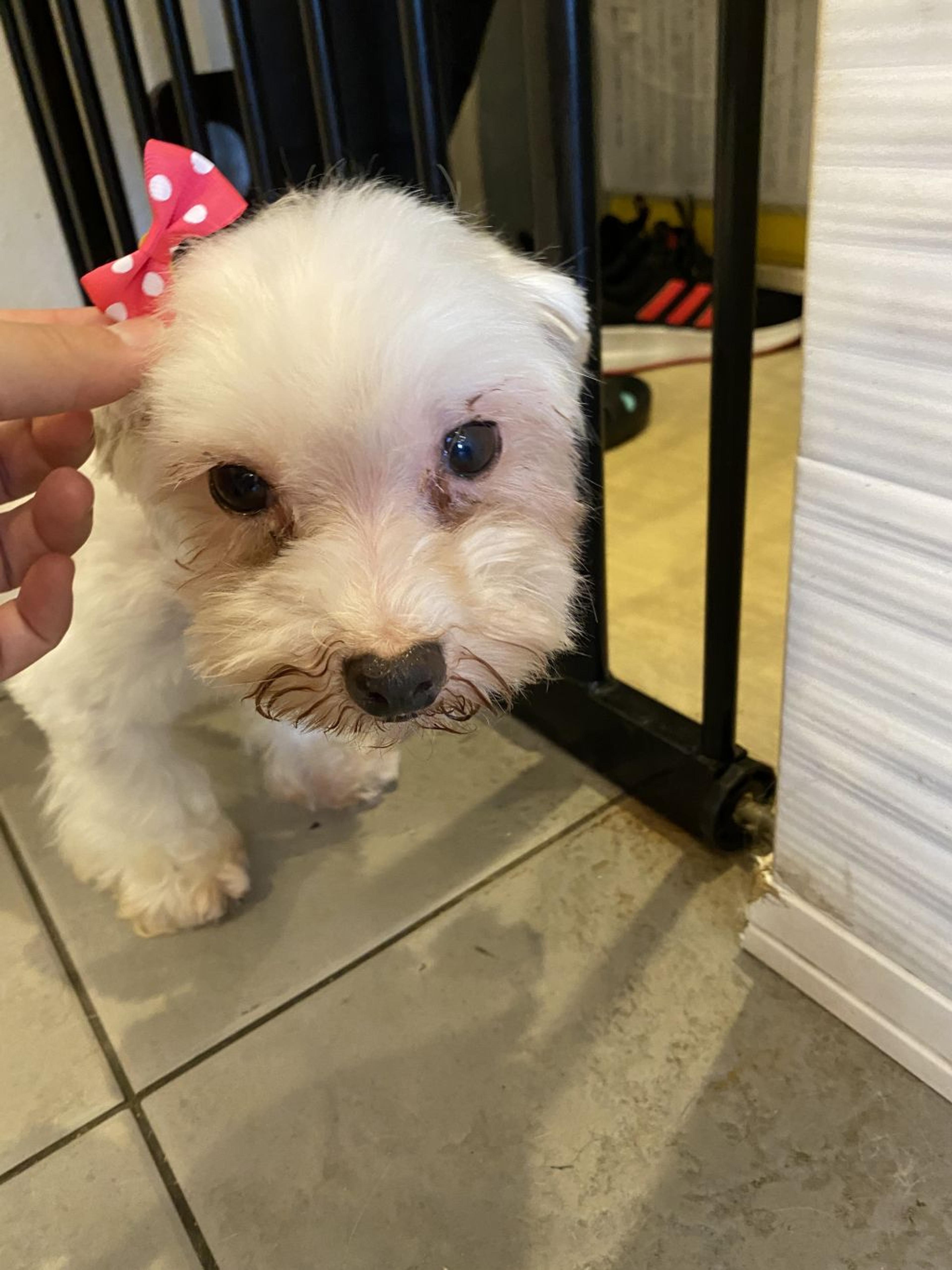 pet-image-6