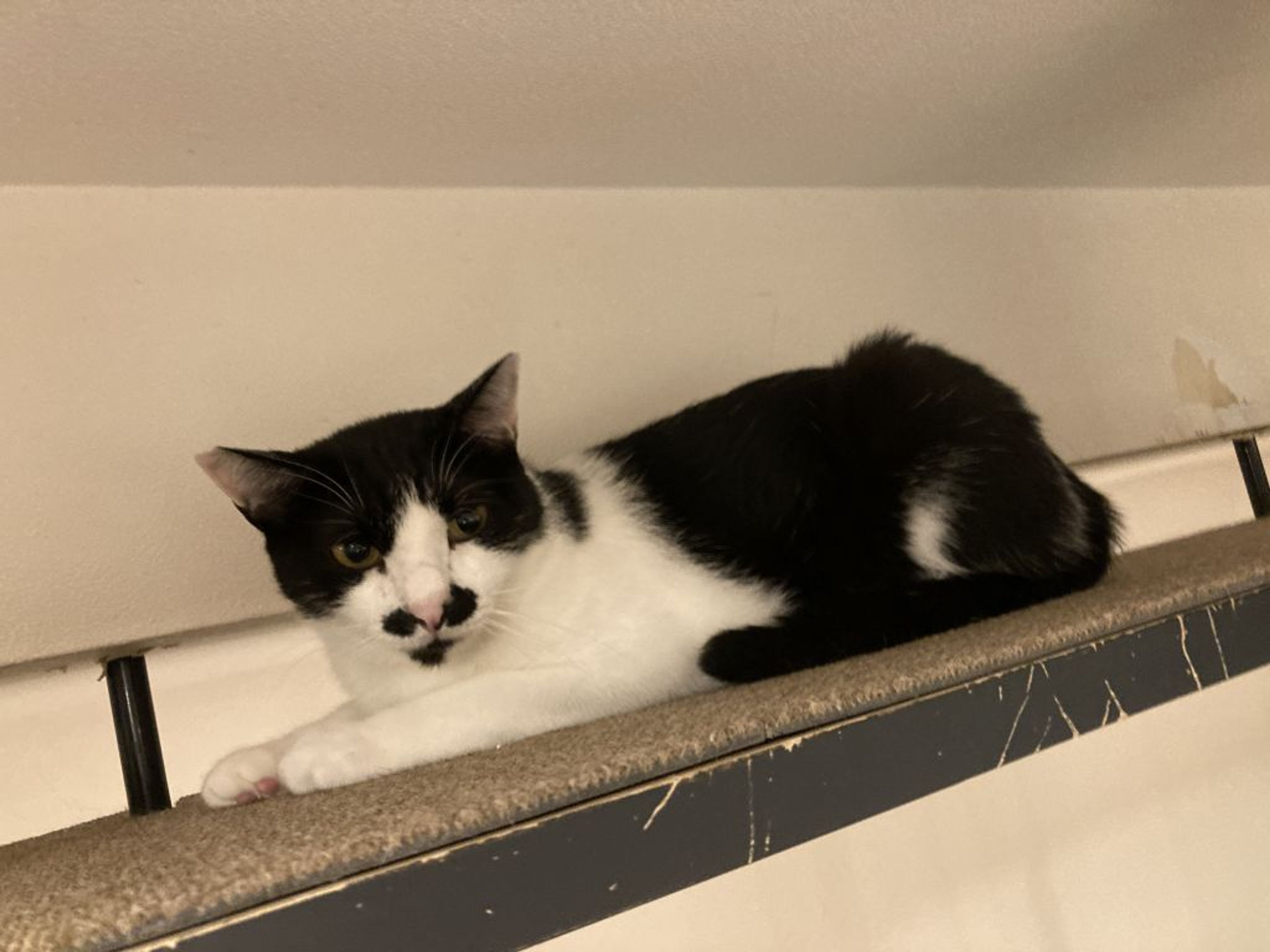 pet-image-3