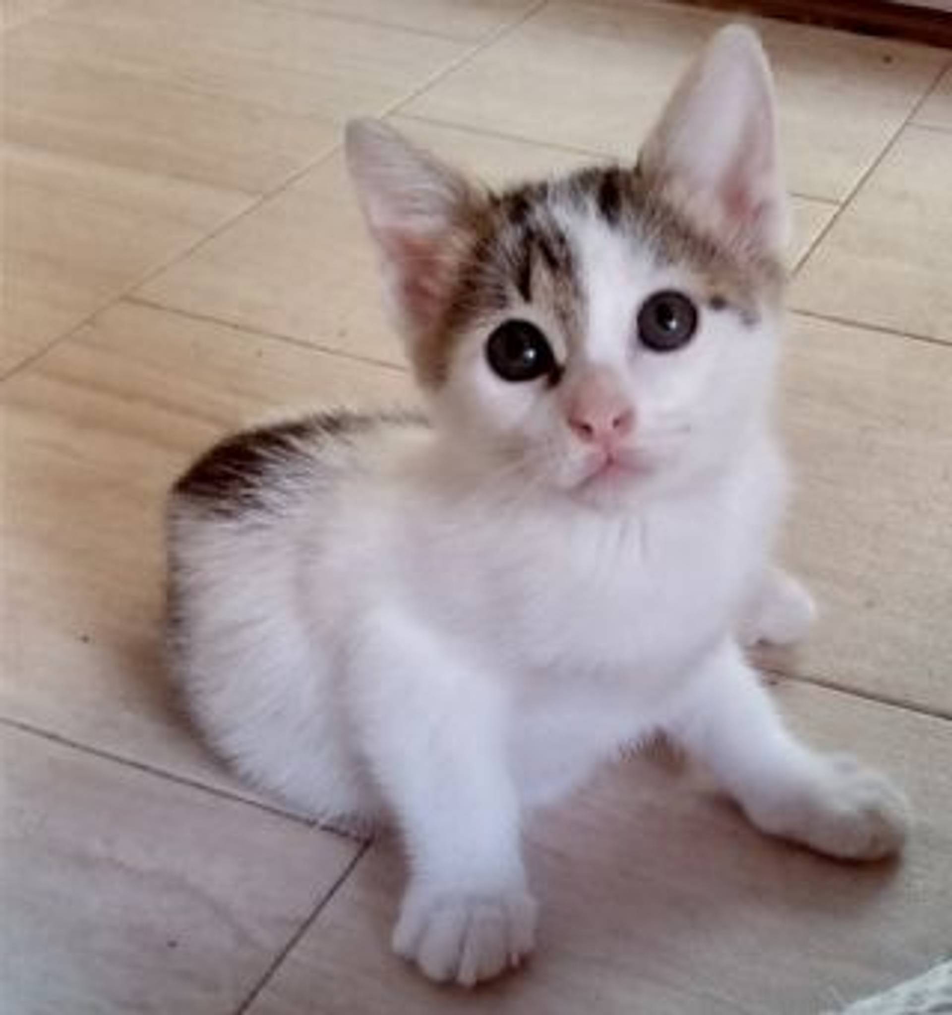 雑種（ミックス猫）・メスの里親募集の写真