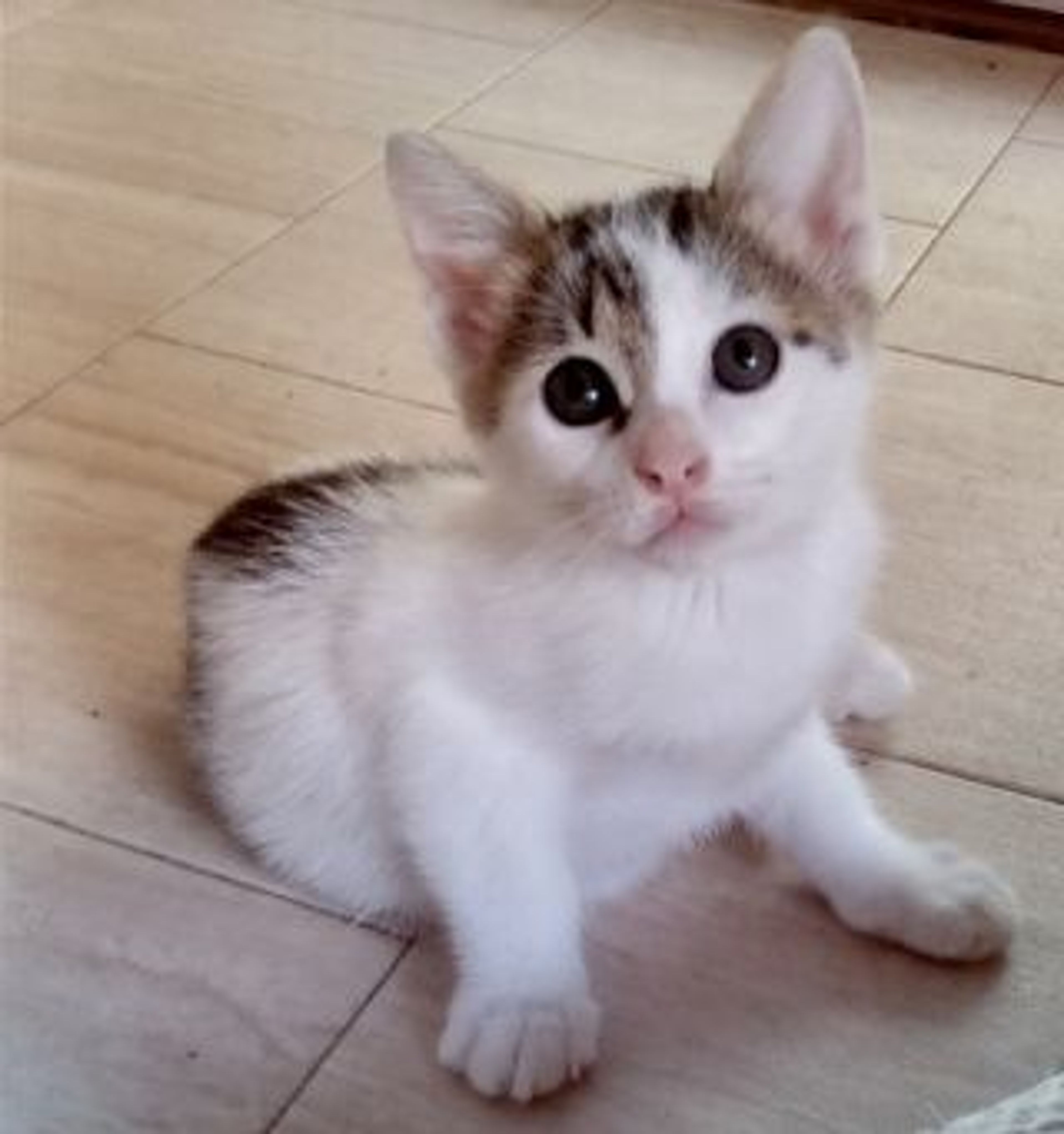 雑種（ミックス猫）・メスの里親募集の写真