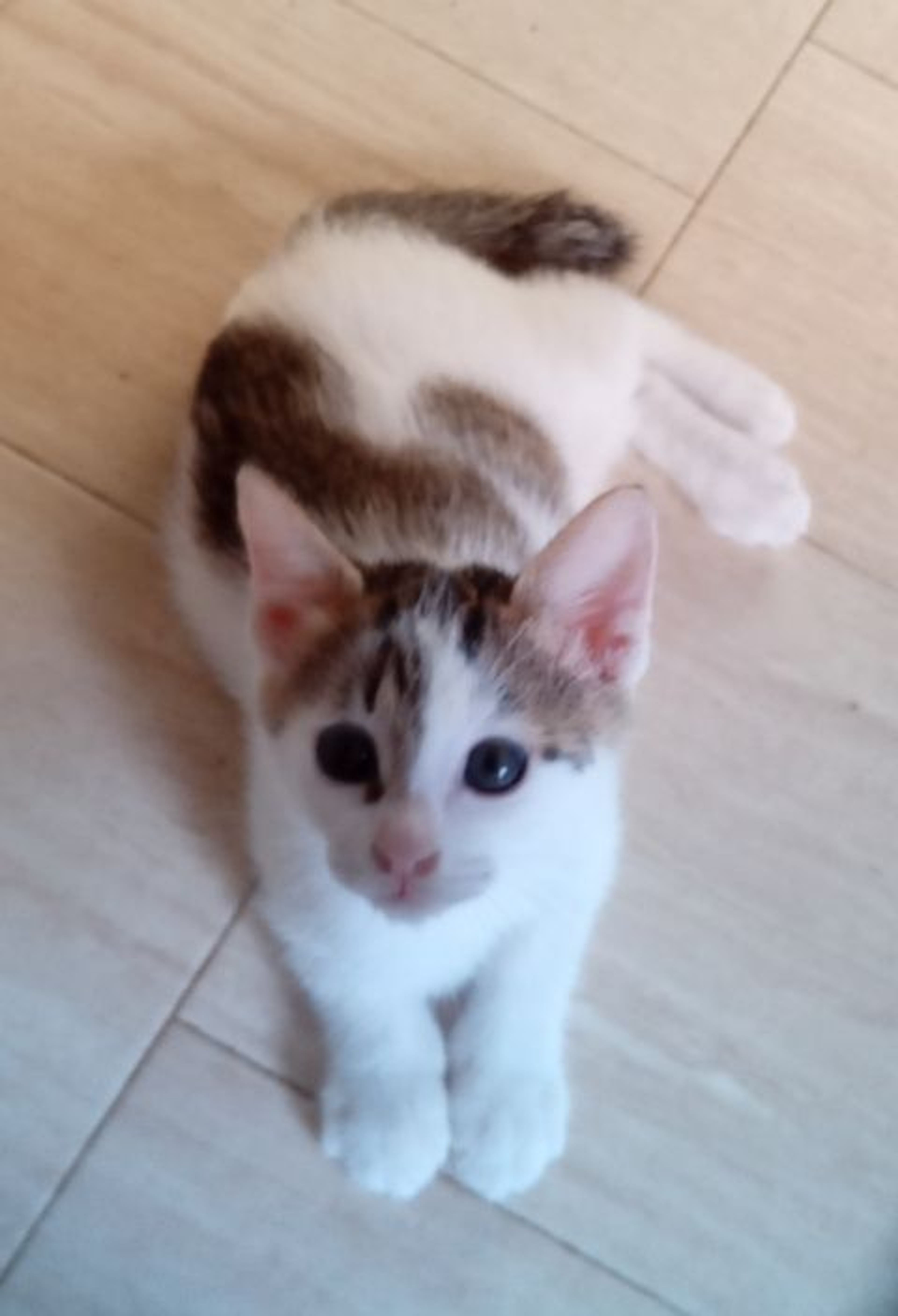 pet-image-2