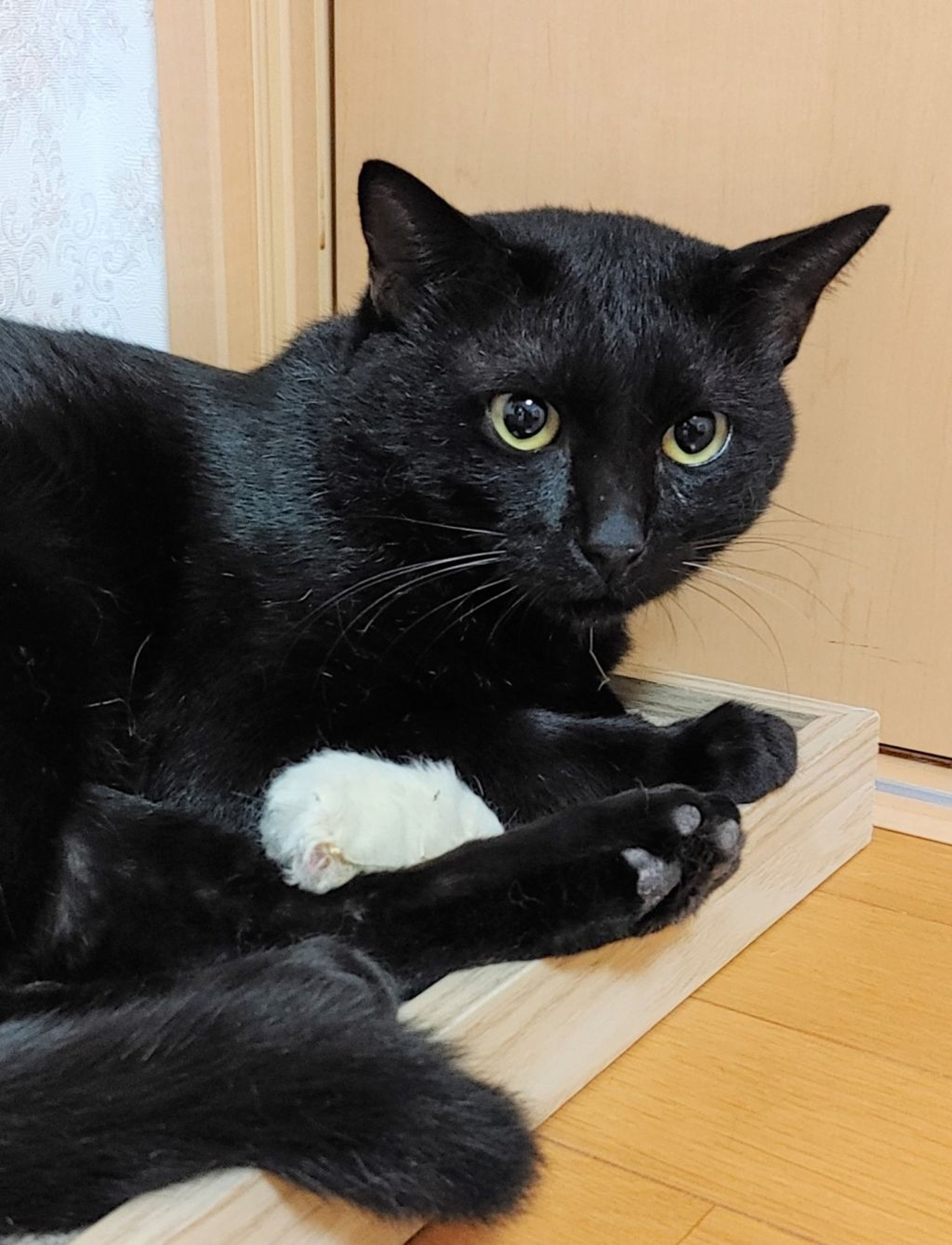 雑種（ミックス猫）・オスの里親募集の写真