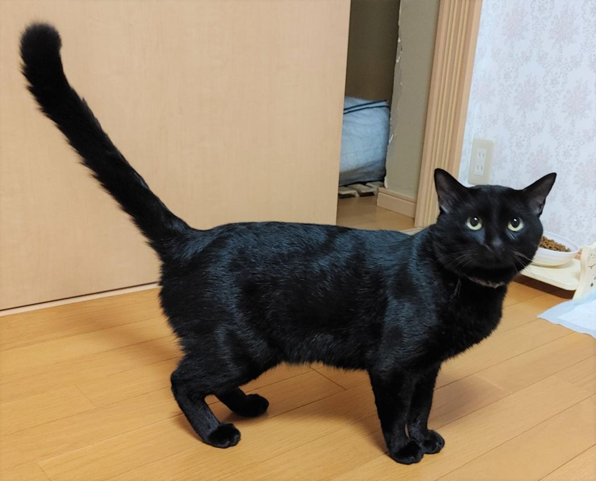 pet-image-2