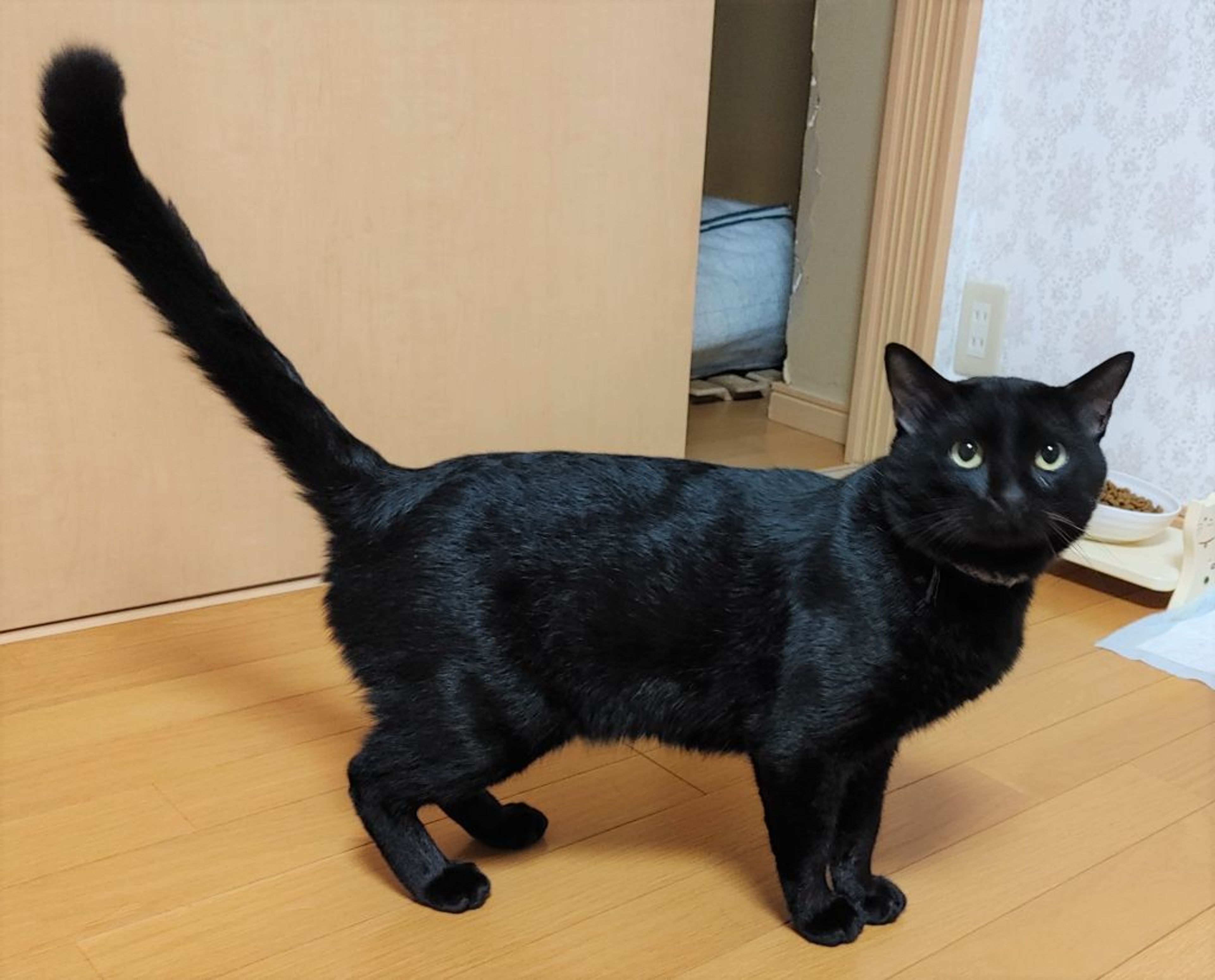 pet-image-2