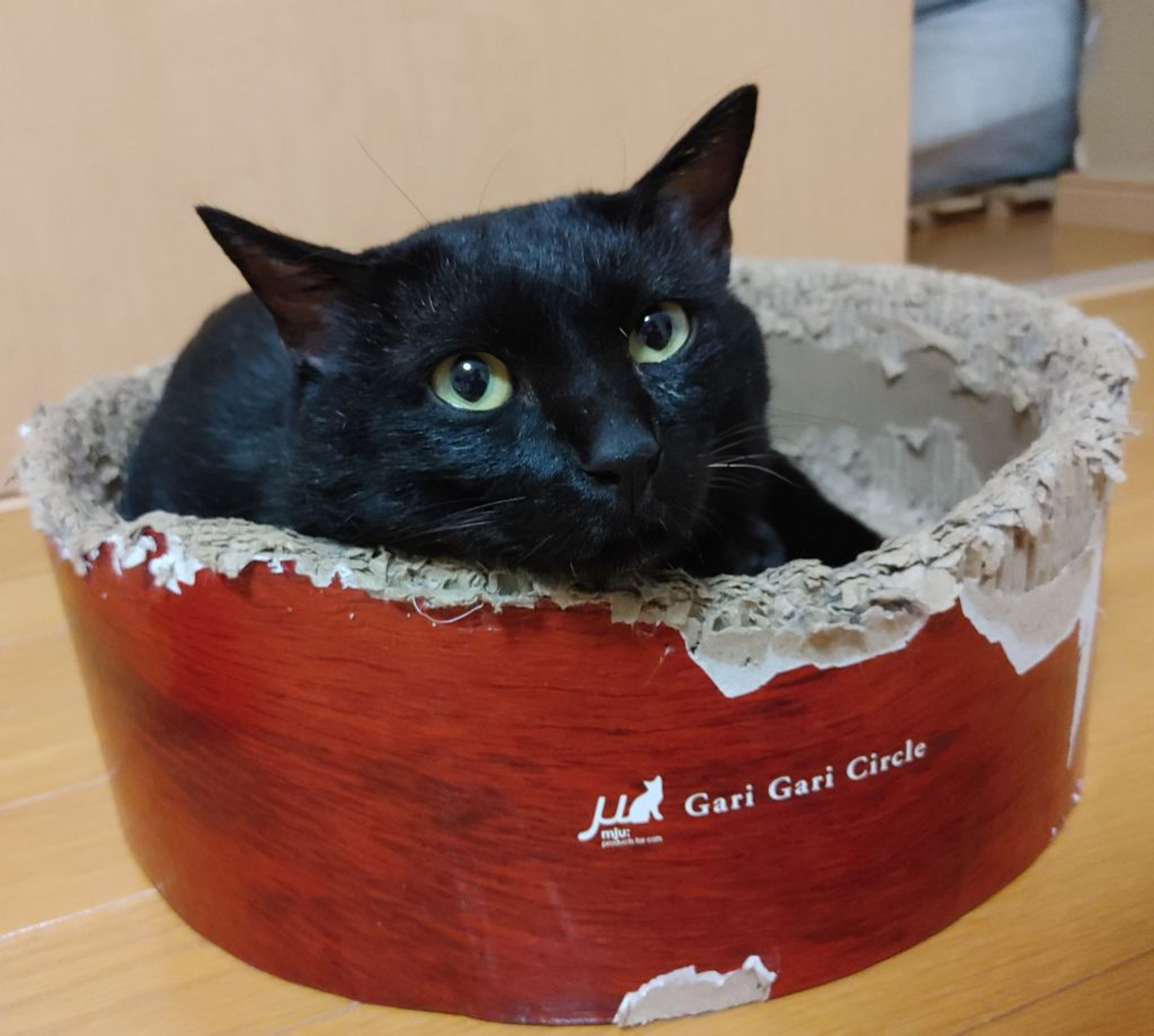 pet-image-3