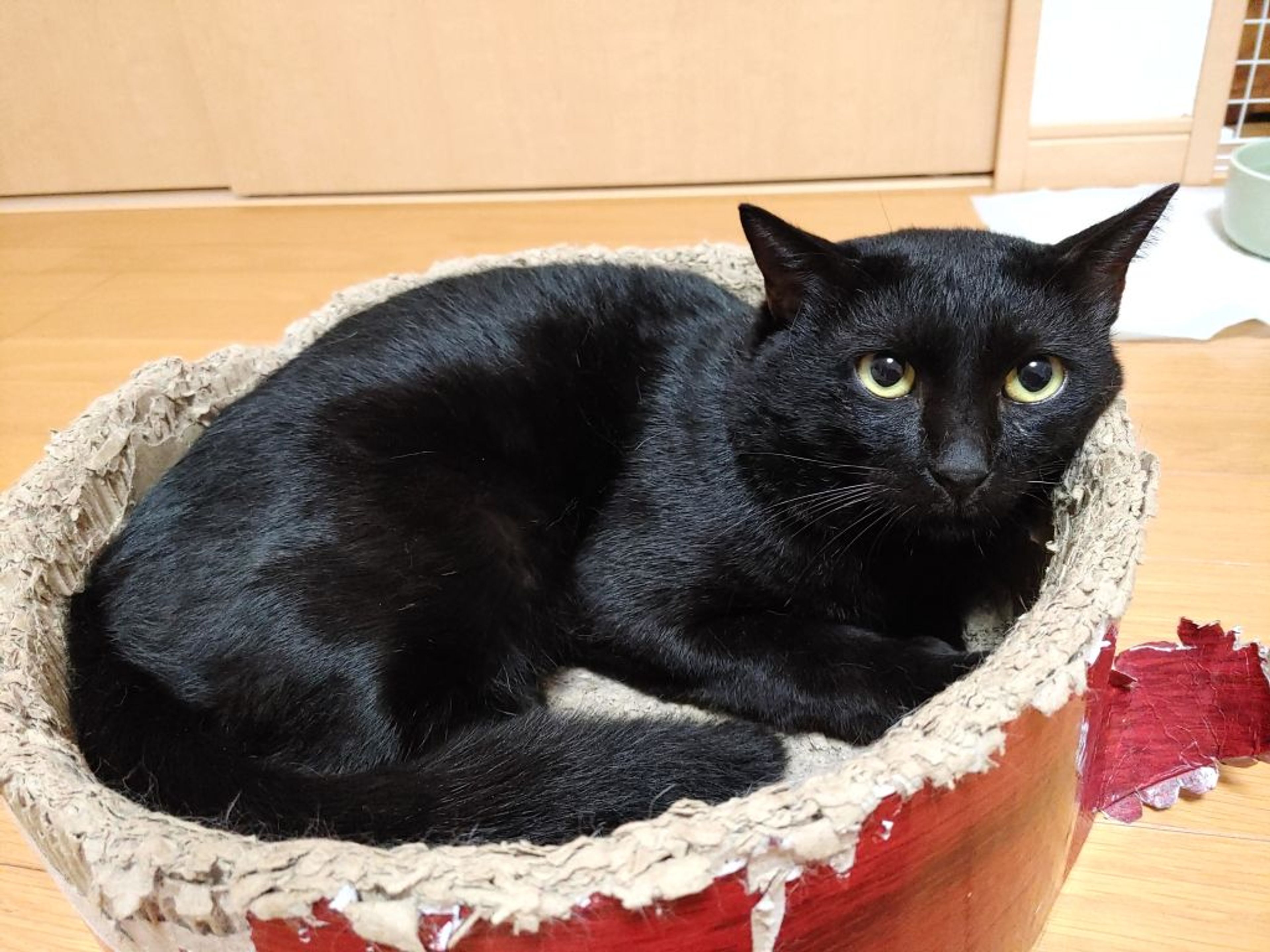 pet-image-5