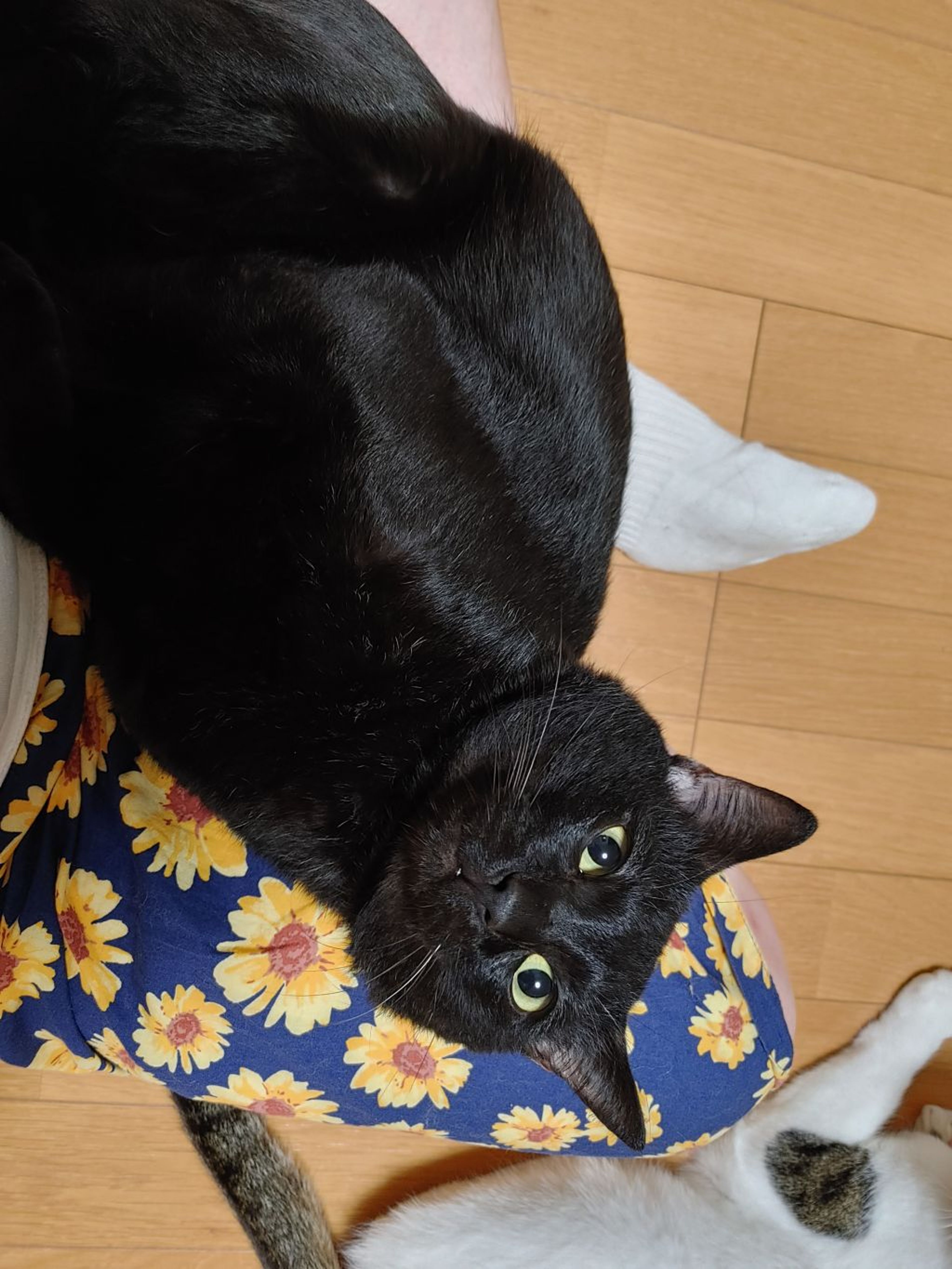 pet-image-6