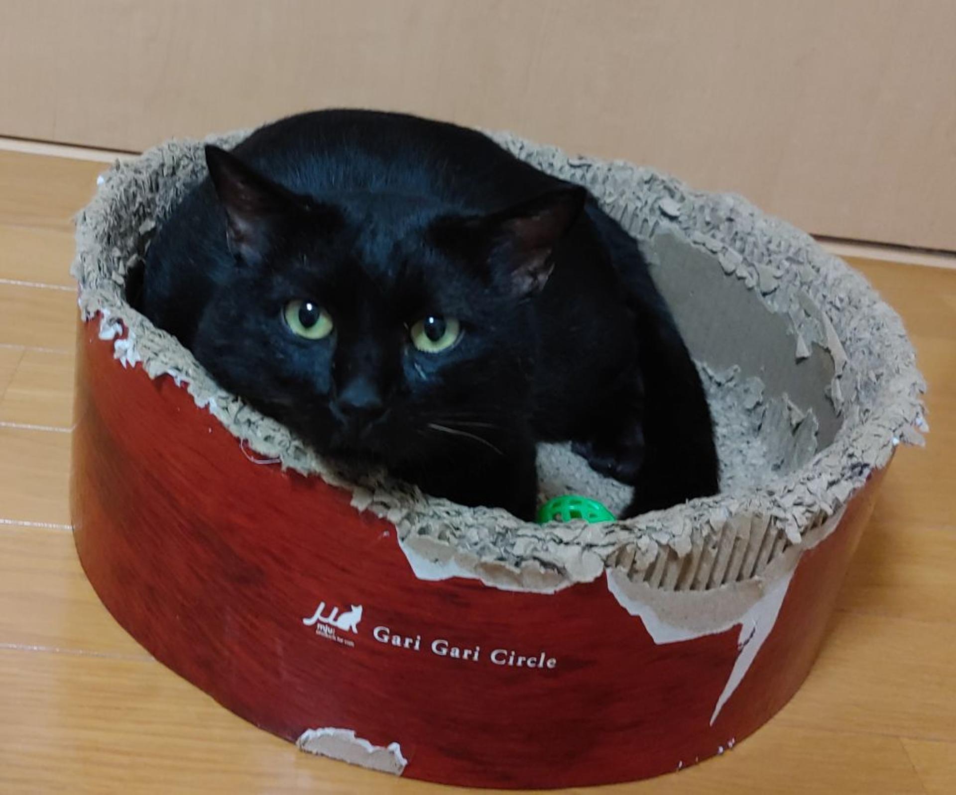 pet-image-7