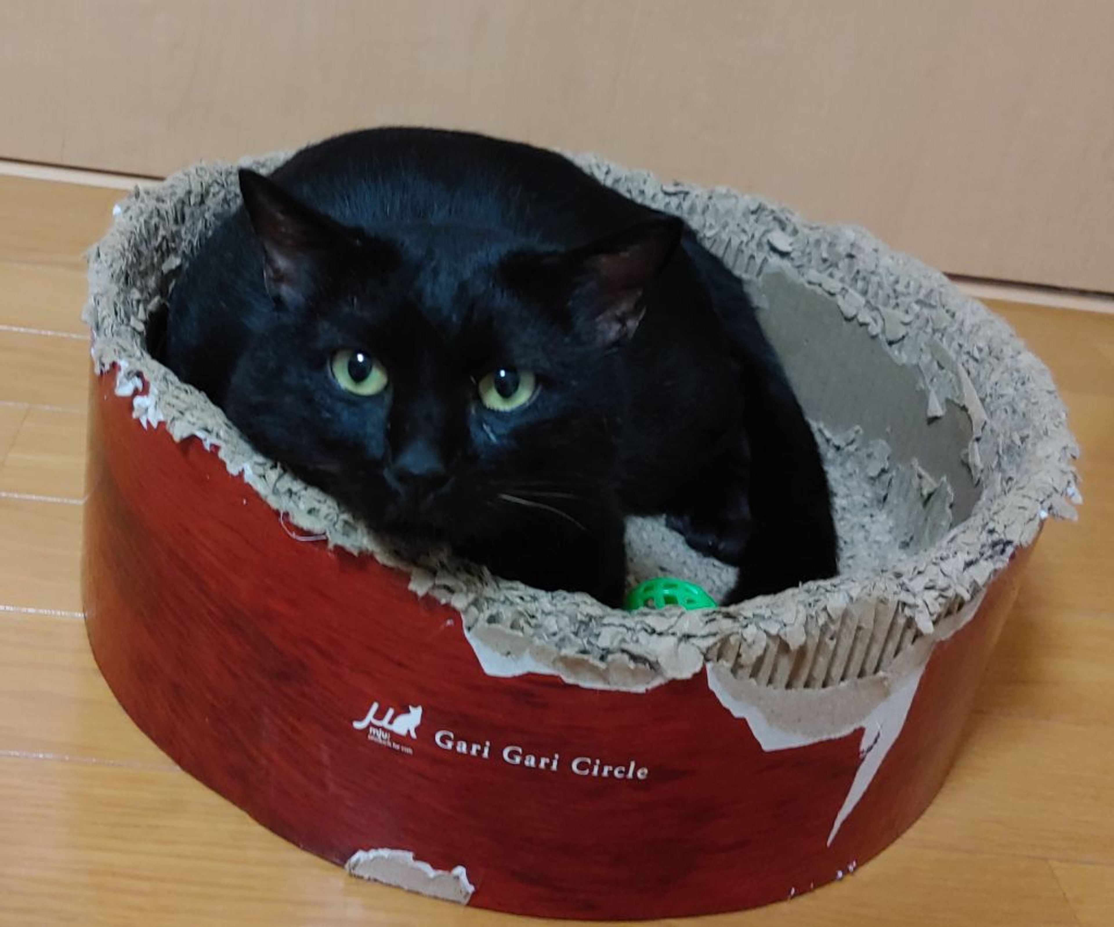 pet-image-7