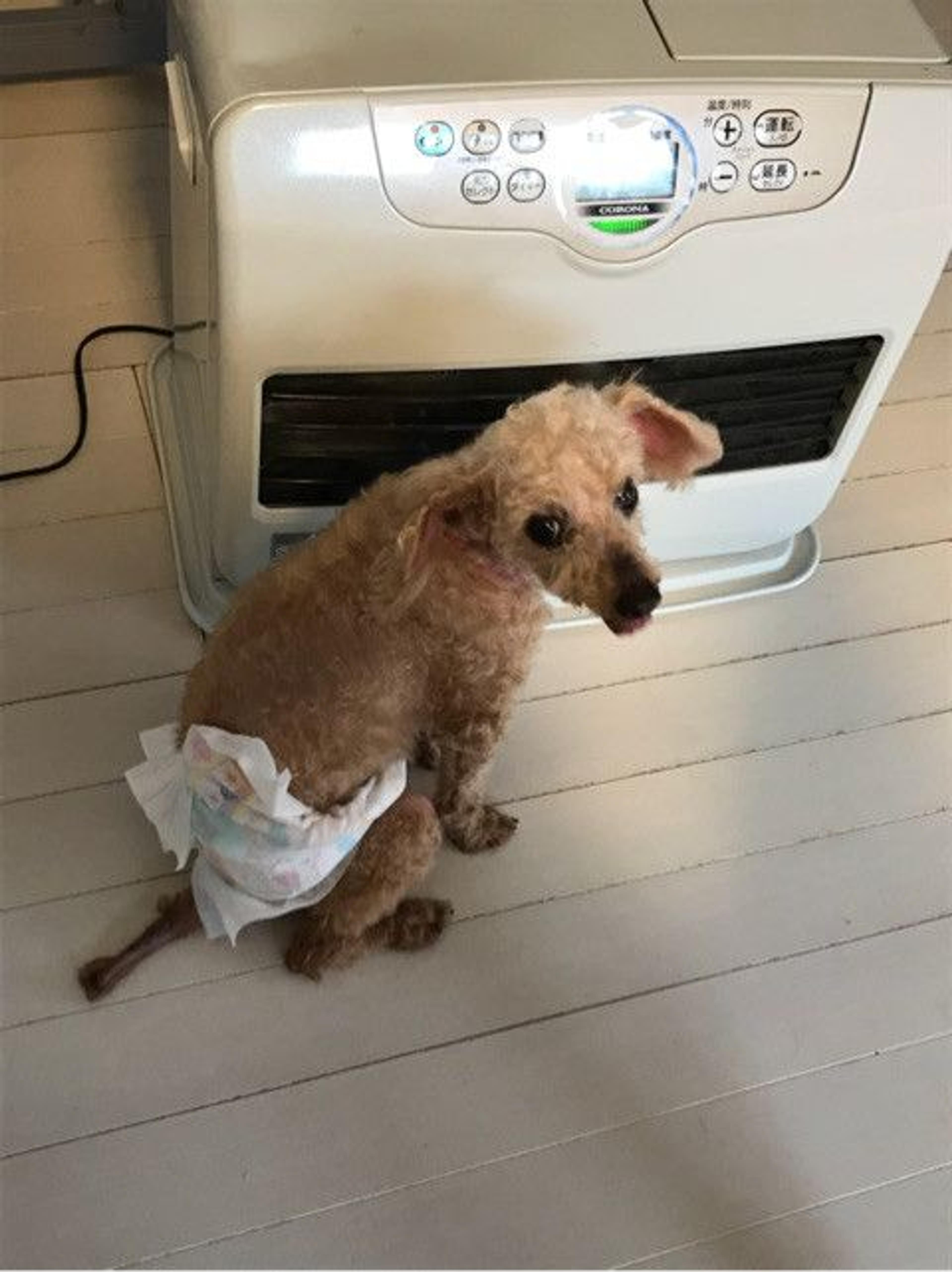 pet-image-3