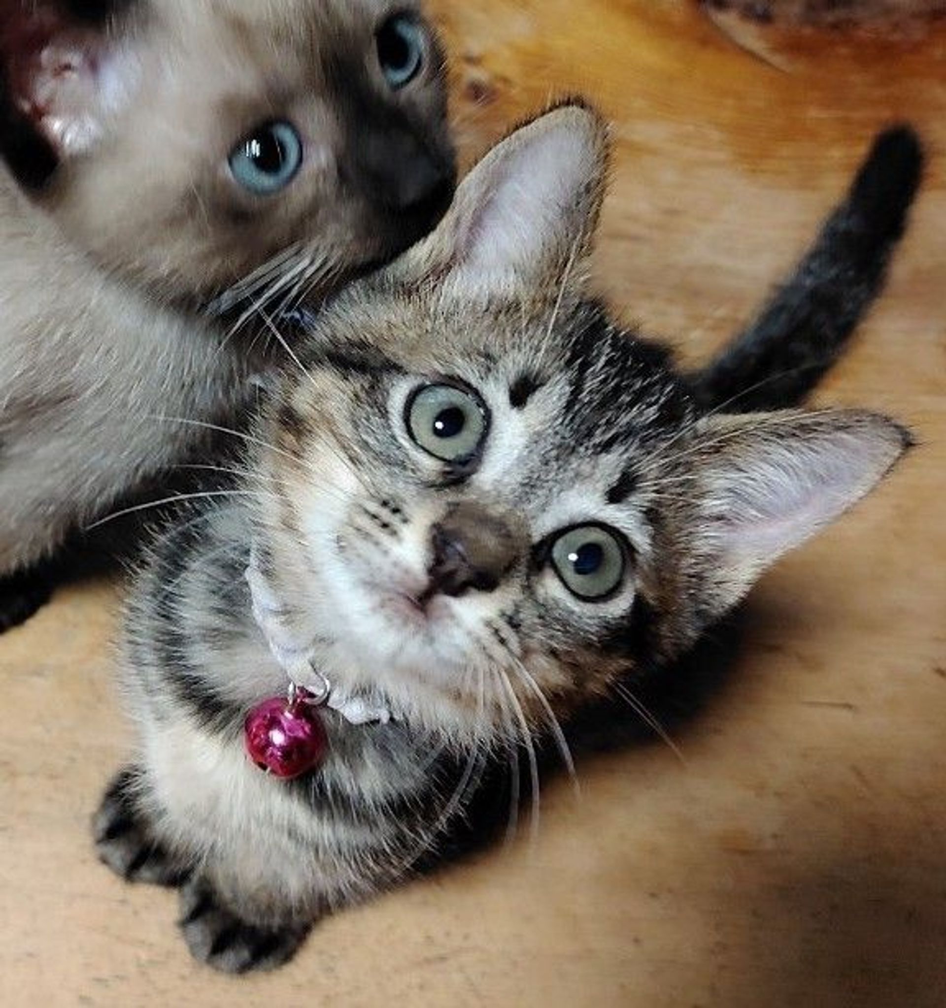 雑種（ミックス猫）・メスの里親募集の写真